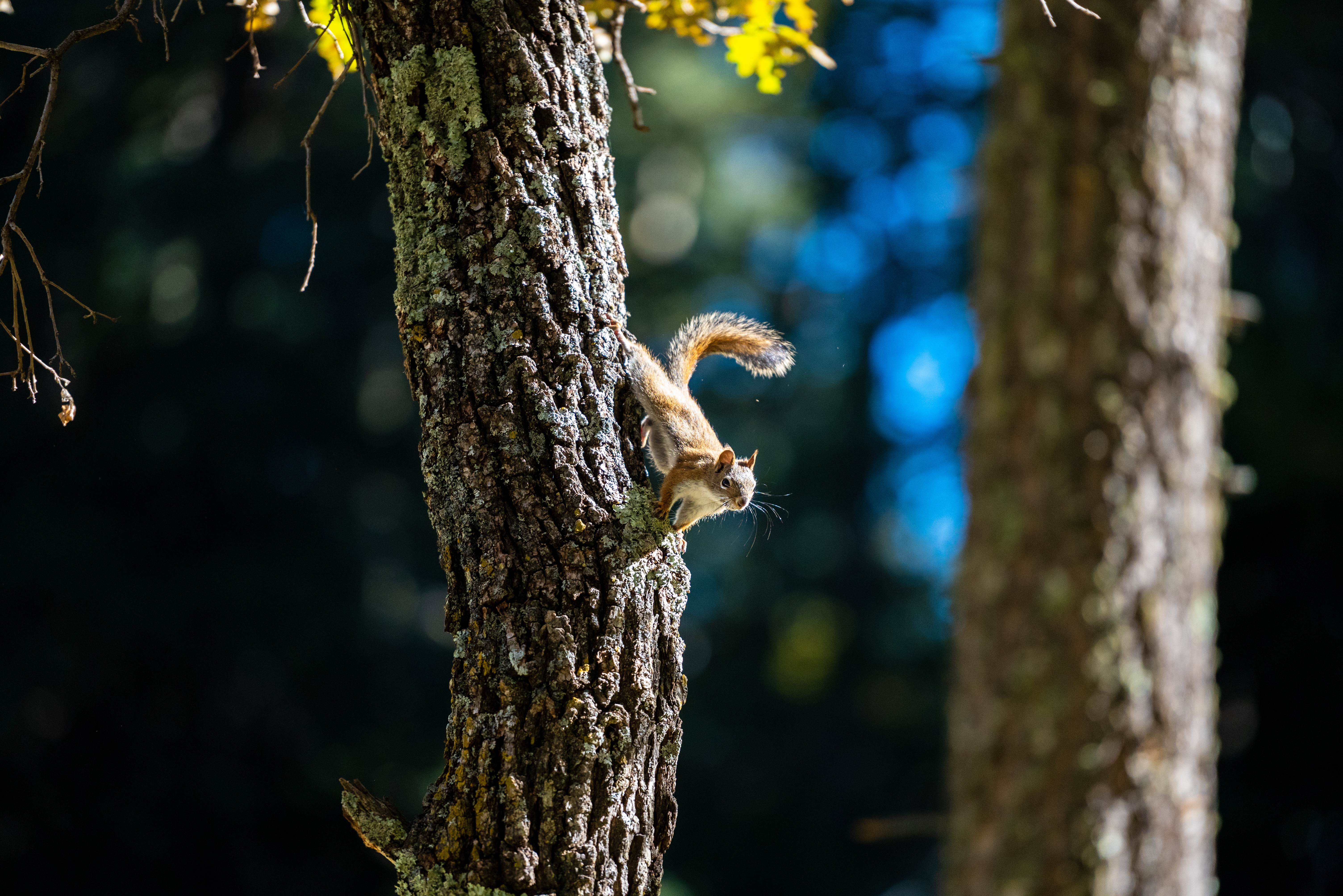 4K squirrel on a tree bark HD Wallpaper