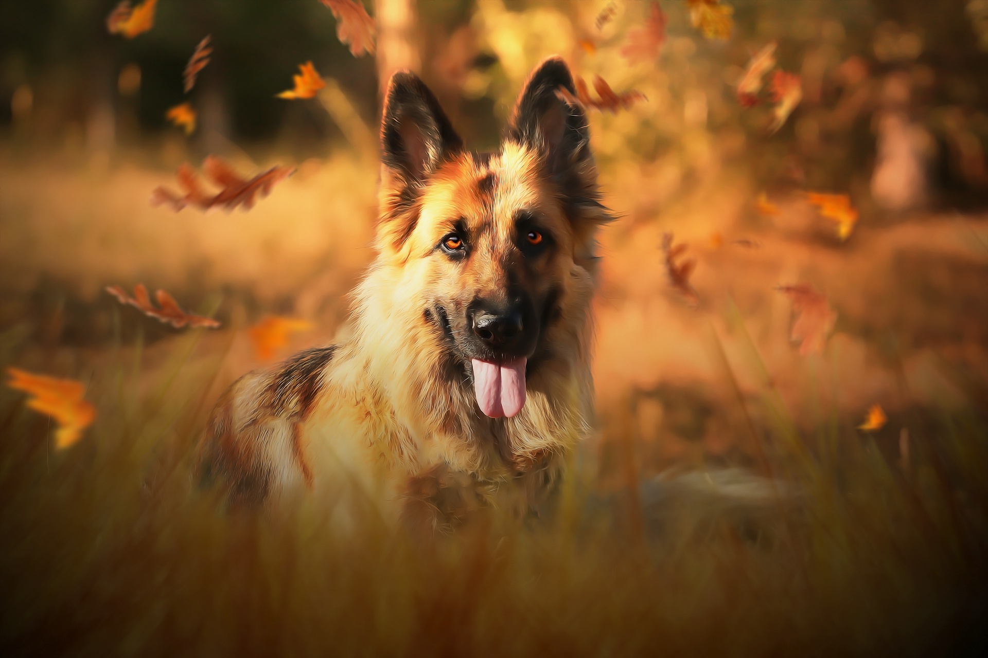 German Shepherd dog in autumn leaves HD Wallpaper