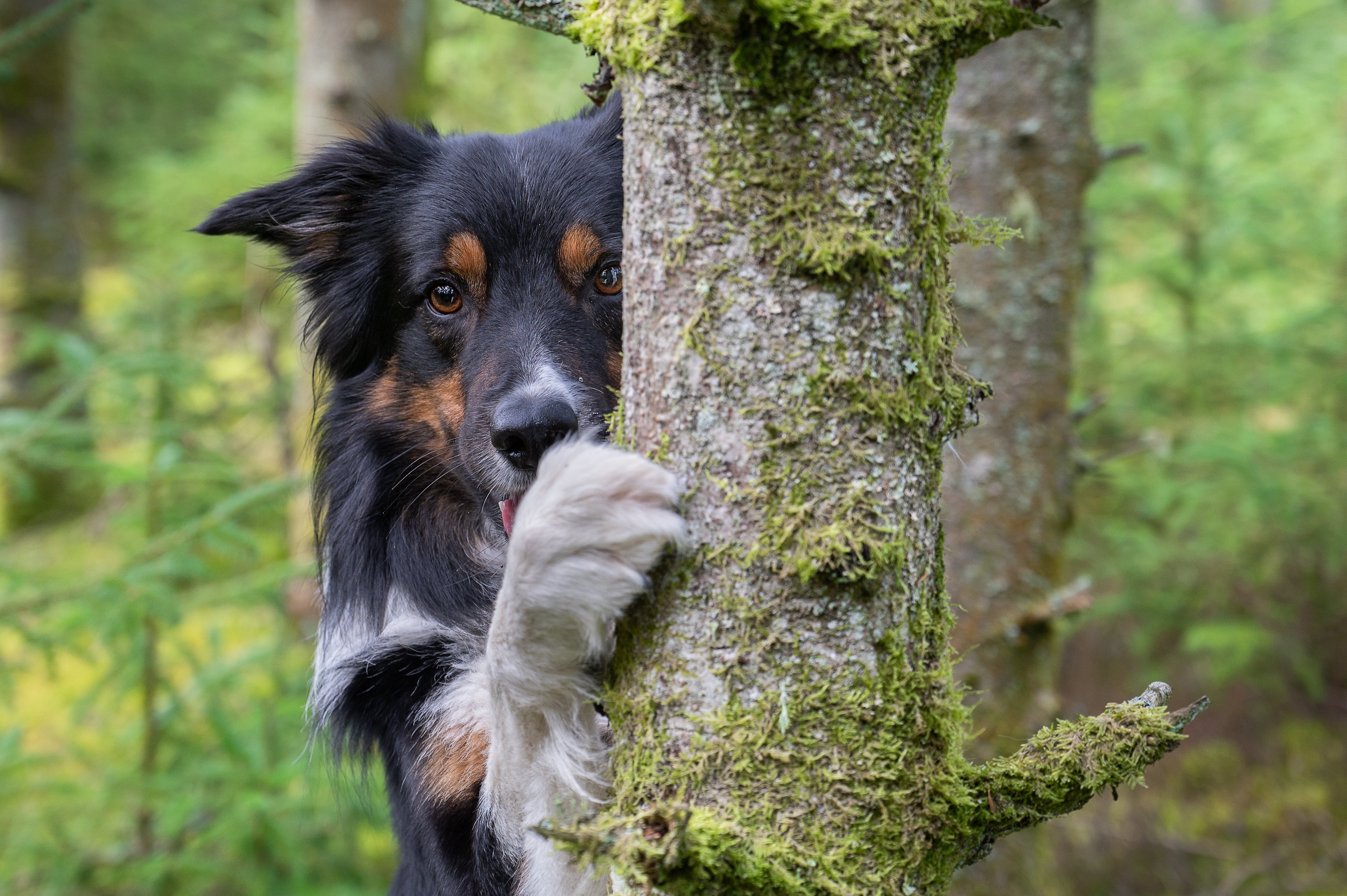 Border Collie peeking from behind a mossy tree HD Wallpaper