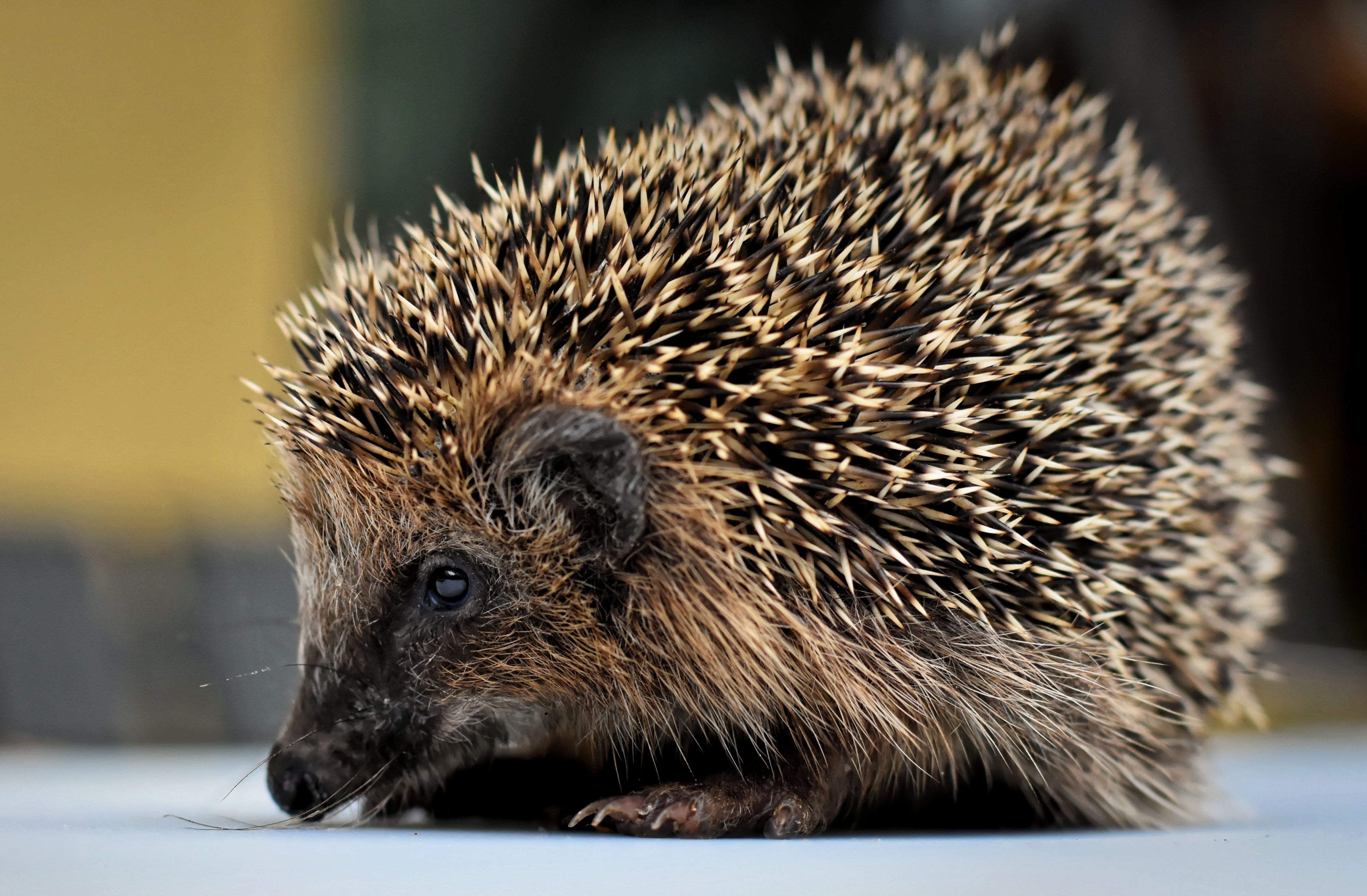 Hedgehog HD Wallpaper