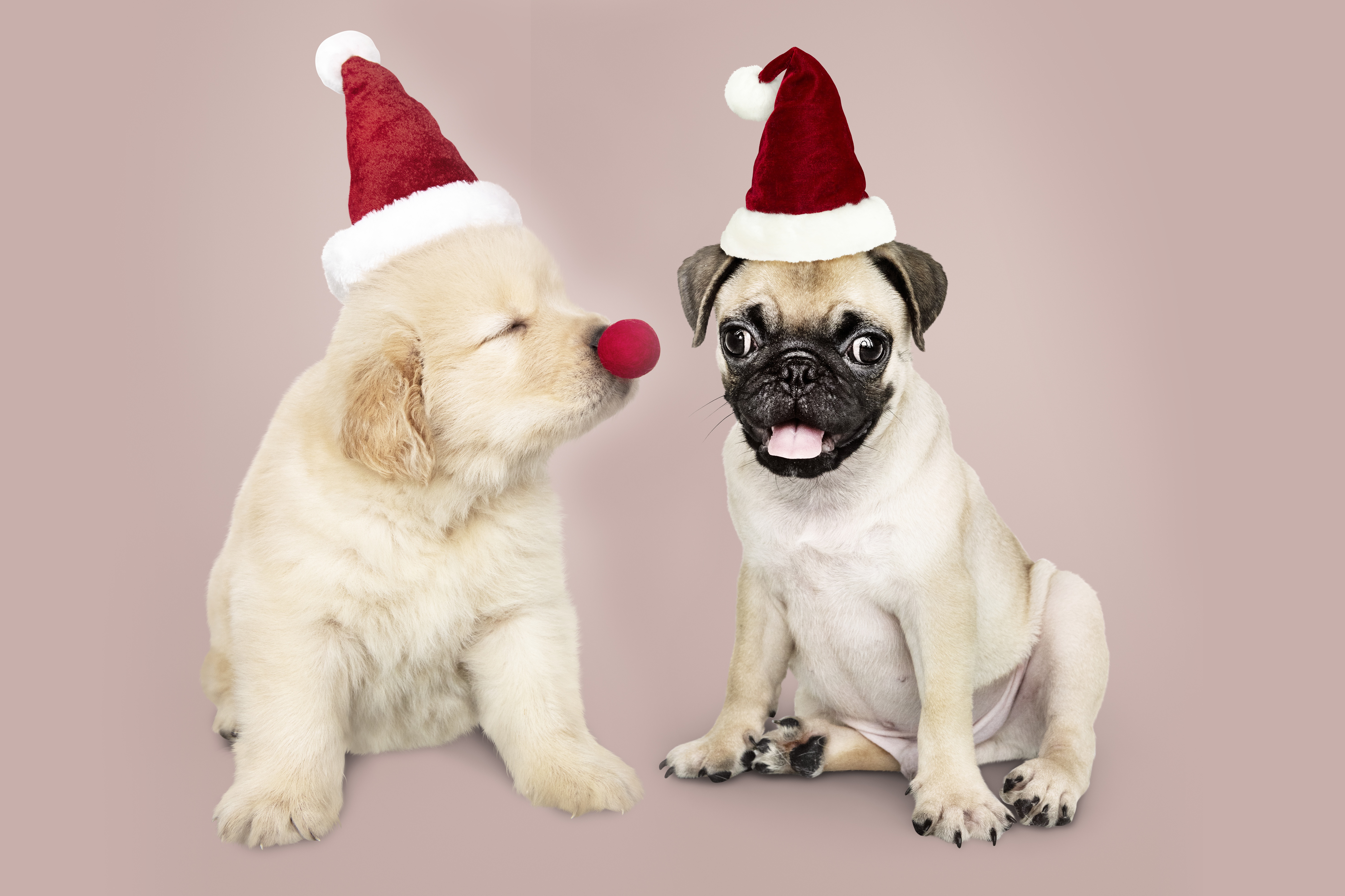 Labrador Retriever Puppy and Pug Wearing Santa Hats HD Wallpaper