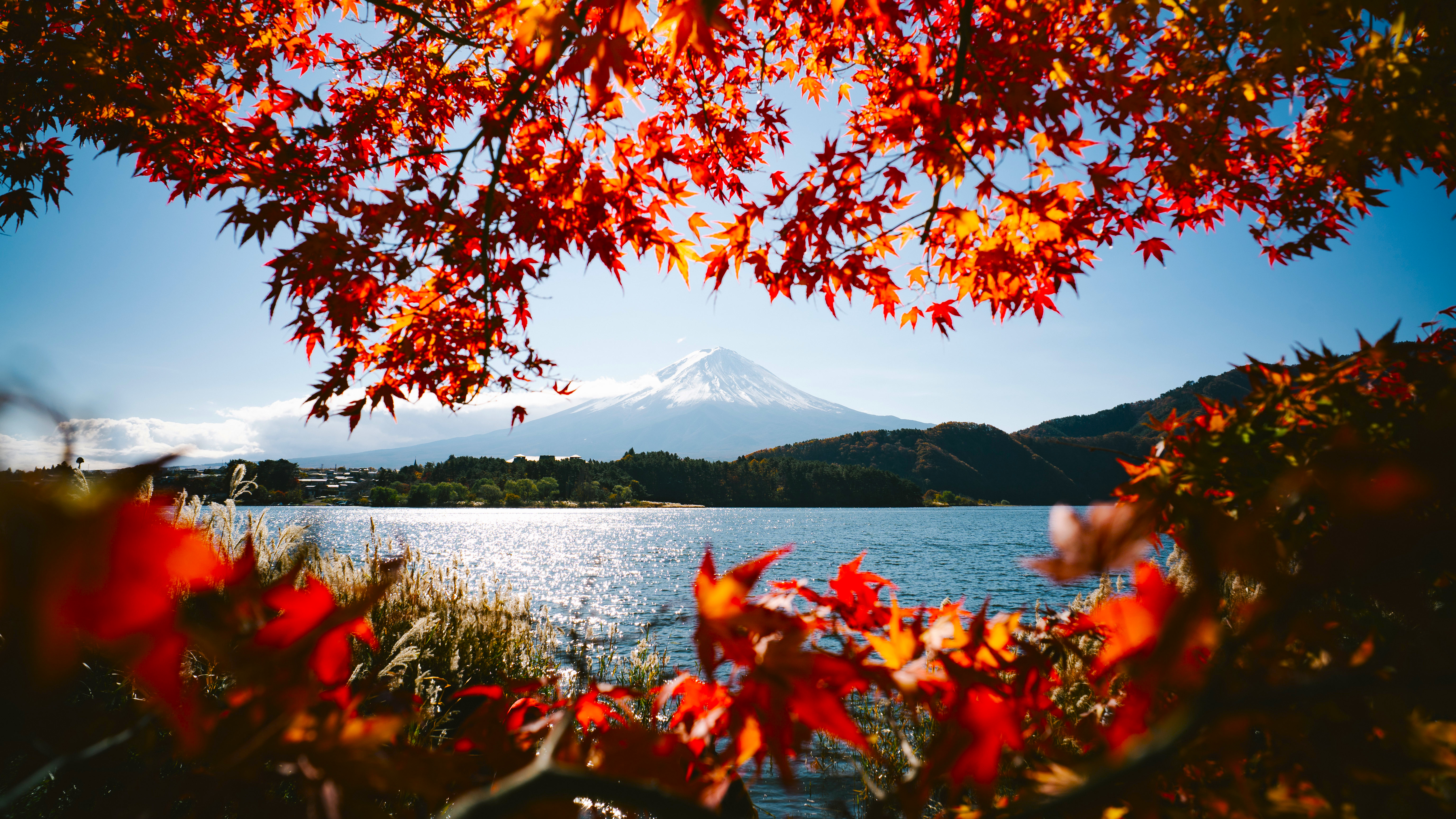 Mount Fuji and autumn leaves over a lake HD Wallpaper