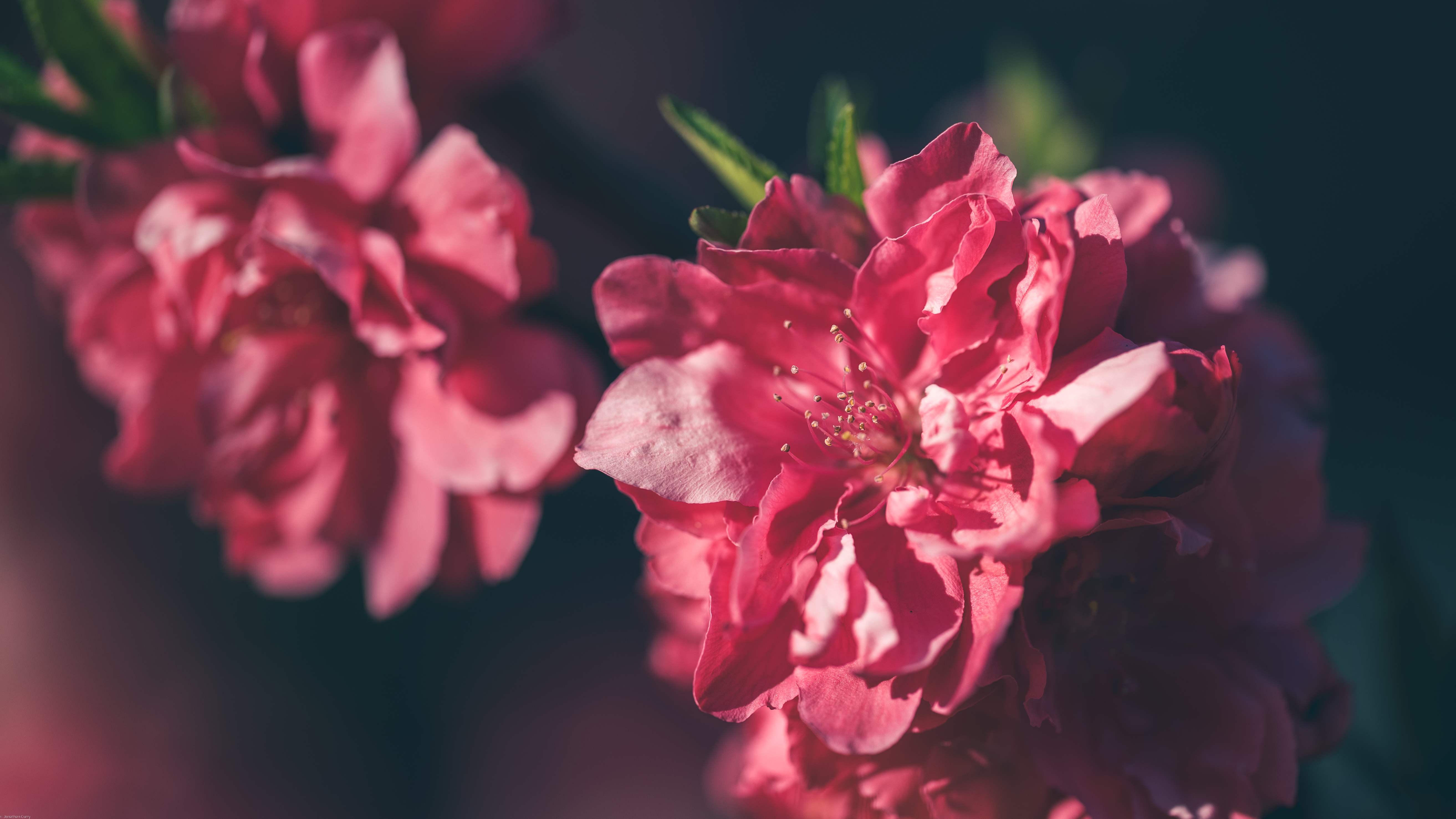 Close-up of pink peach blossoms in spring HD Wallpaper
