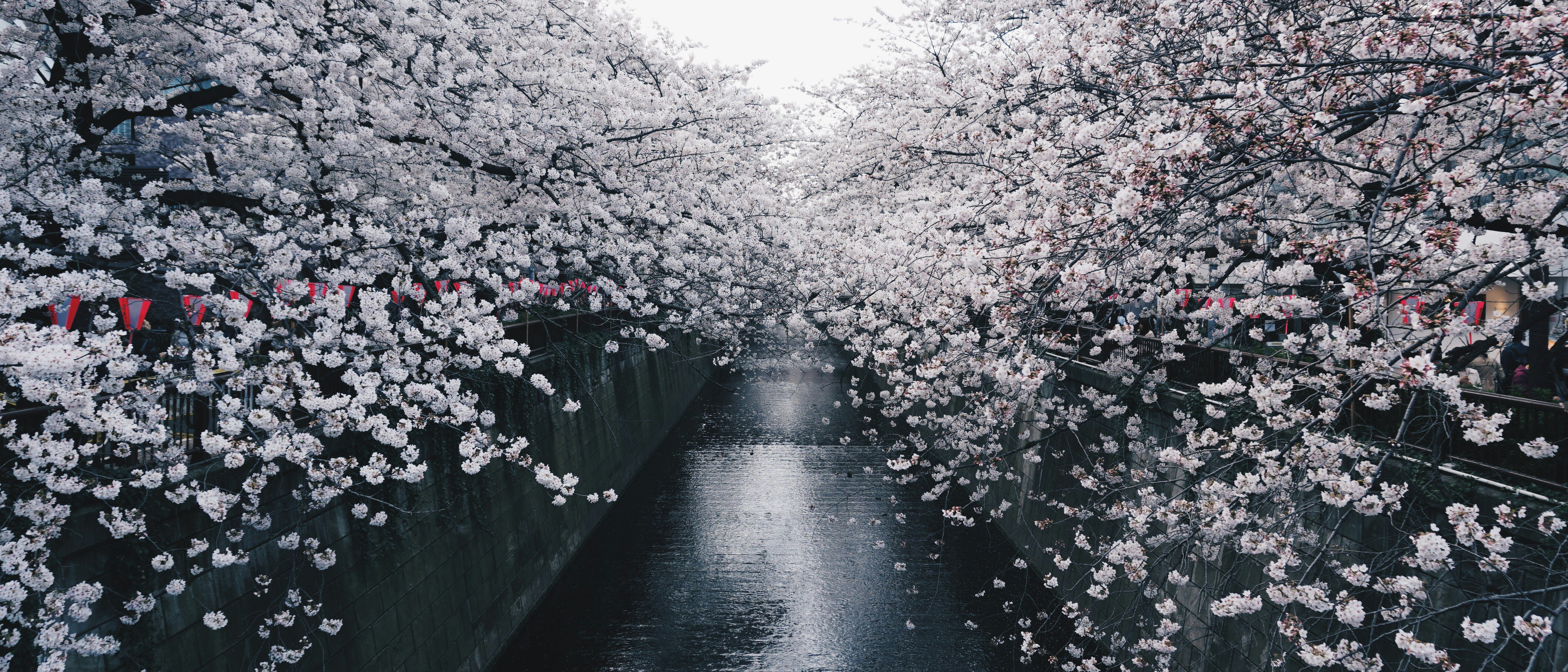 Cherry blossoms overhang a narrow canal in Japan HD Wallpaper