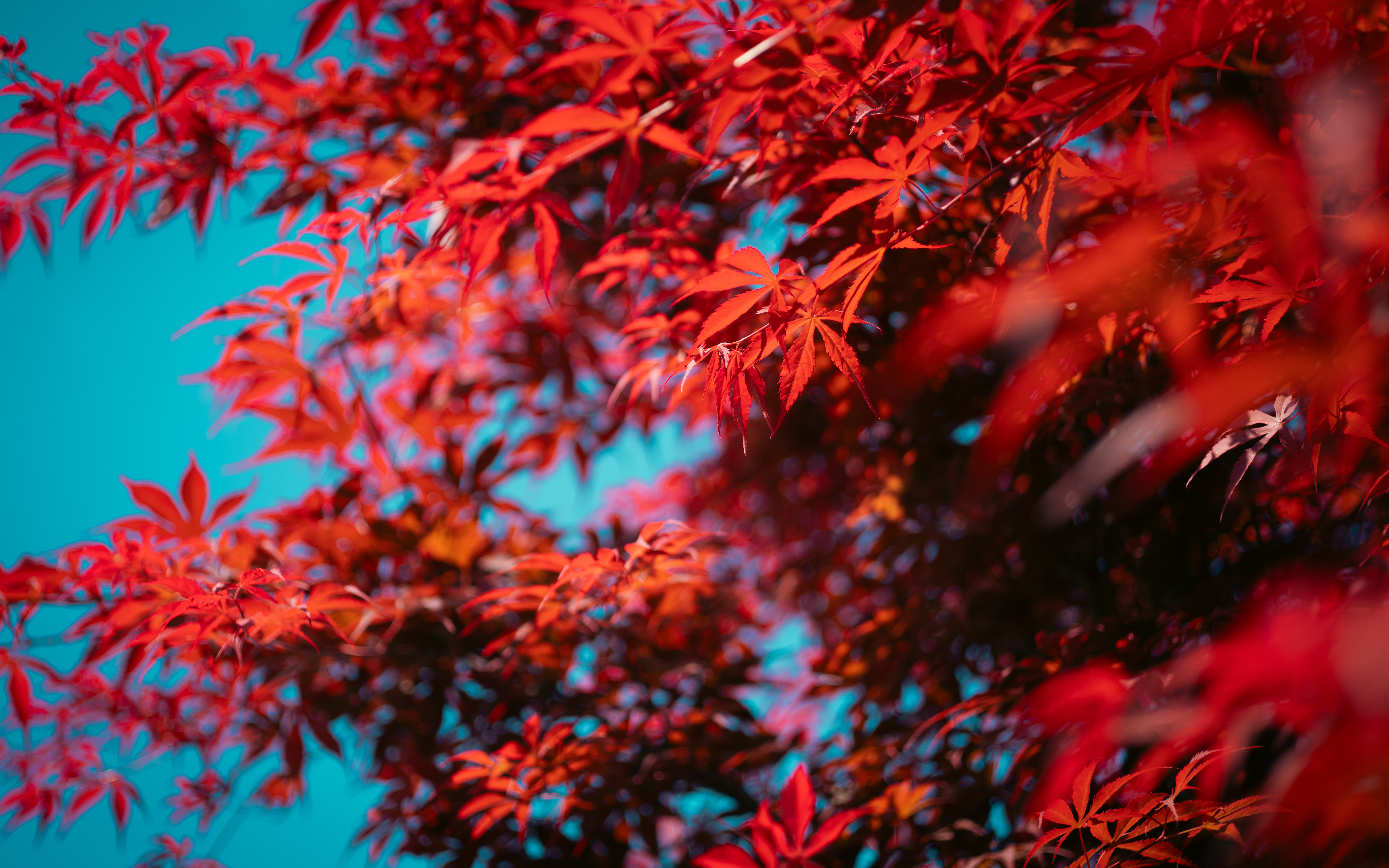 Red leaves against a bright blue sky HD Wallpaper