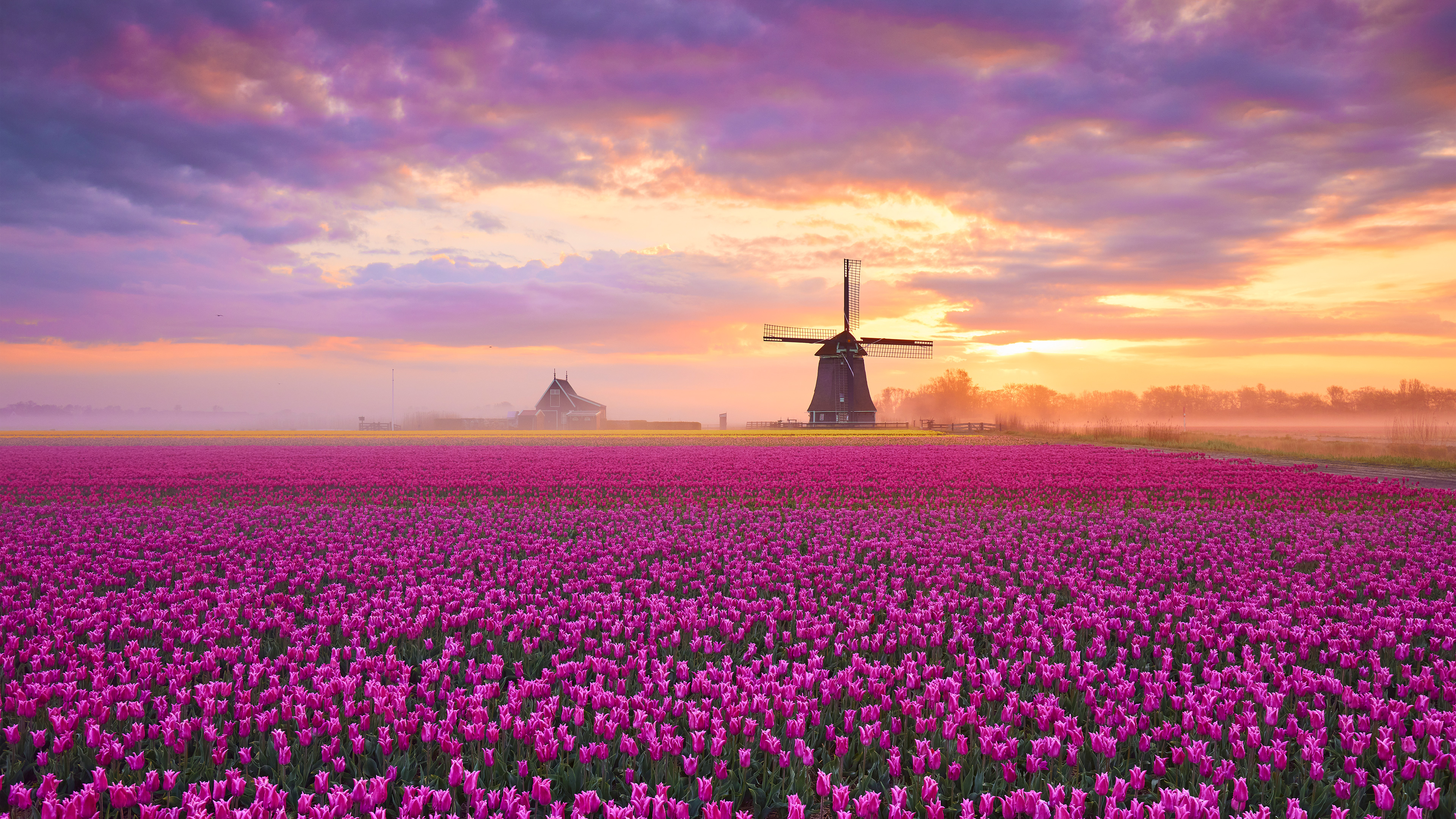 Pink tulip field with windmill at sunrise HD Wallpaper