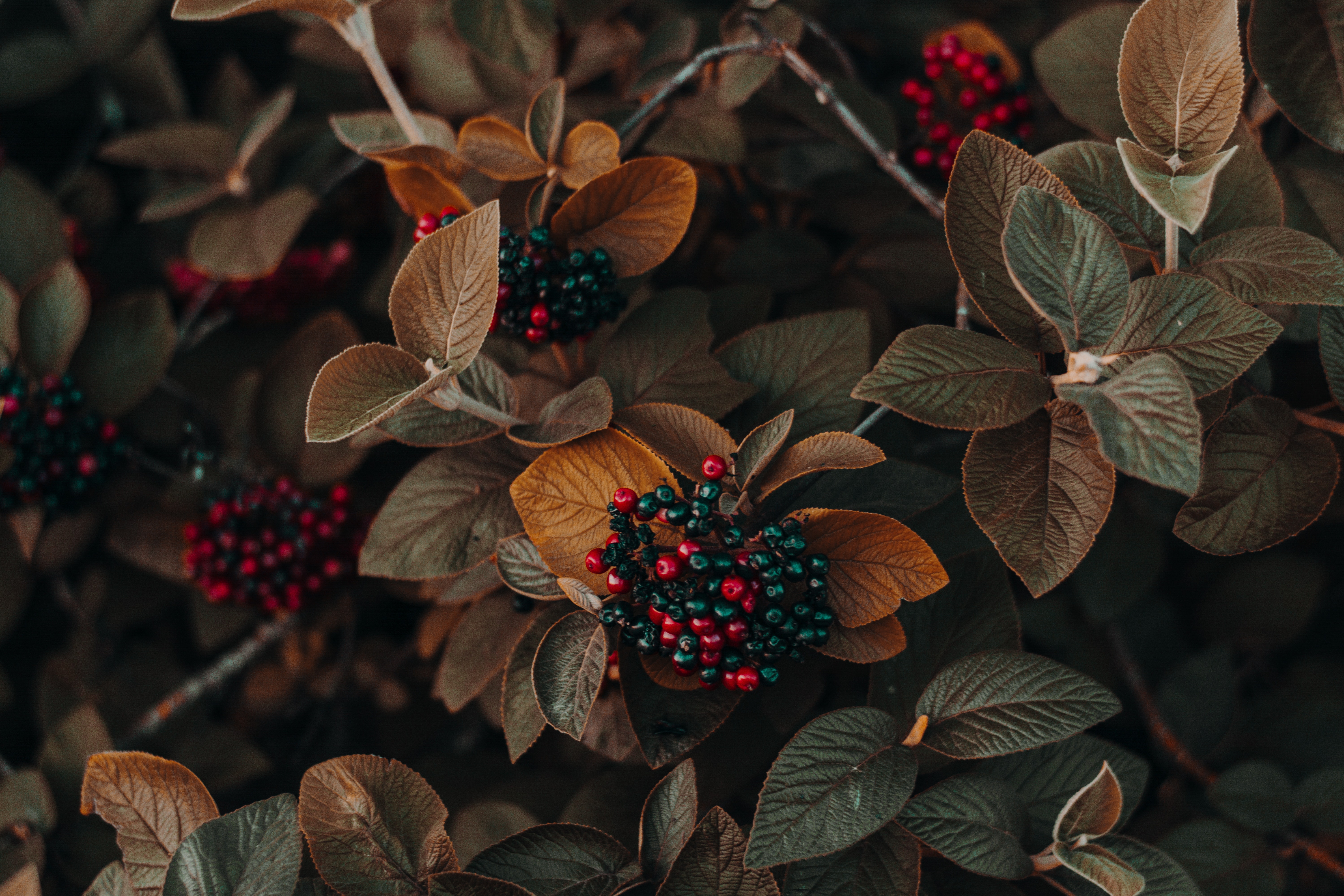 Close-up of red and green berries on a plant HD Wallpaper