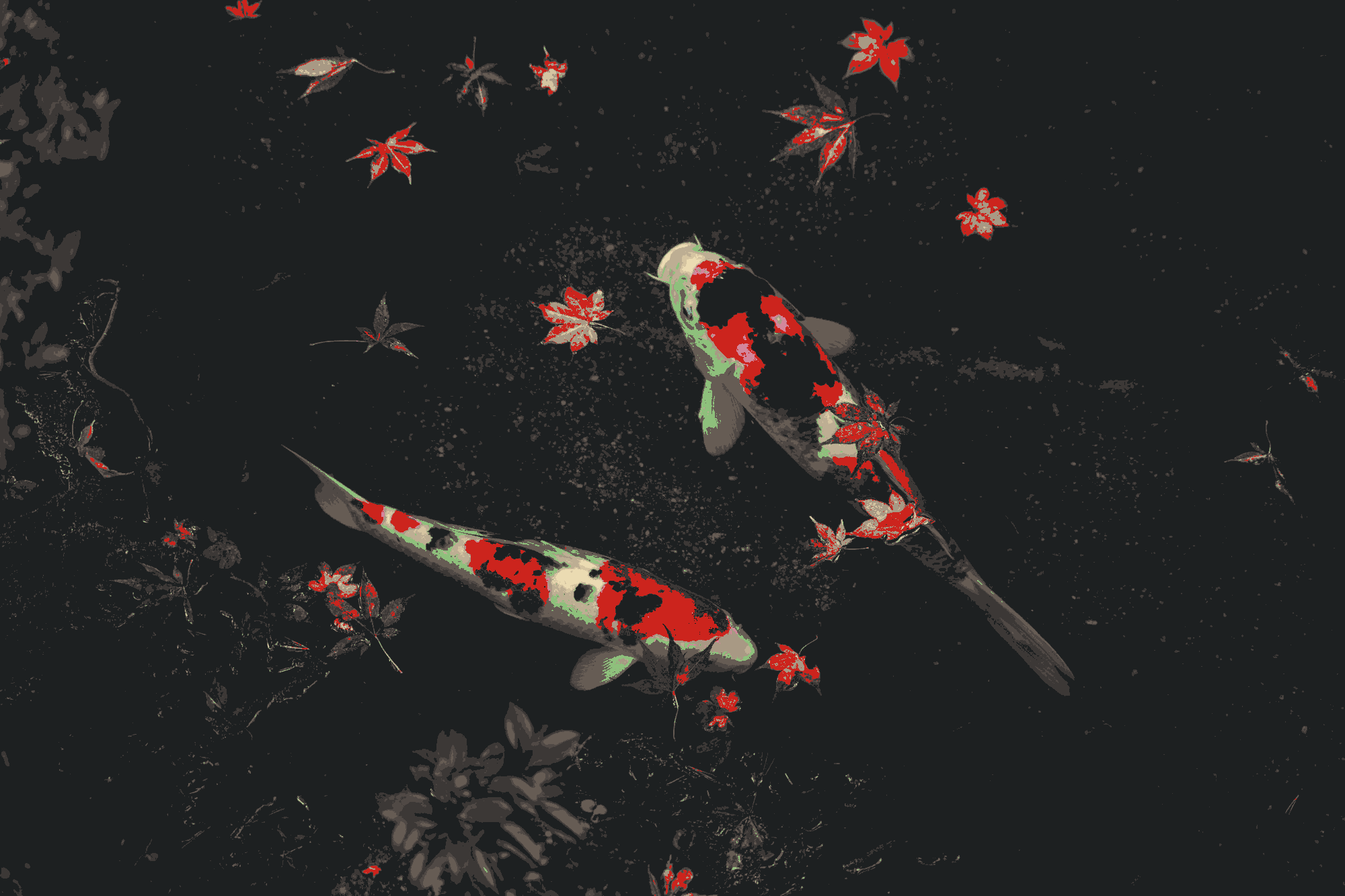 Two Koi fish swim among fallen red leaves HD Wallpaper