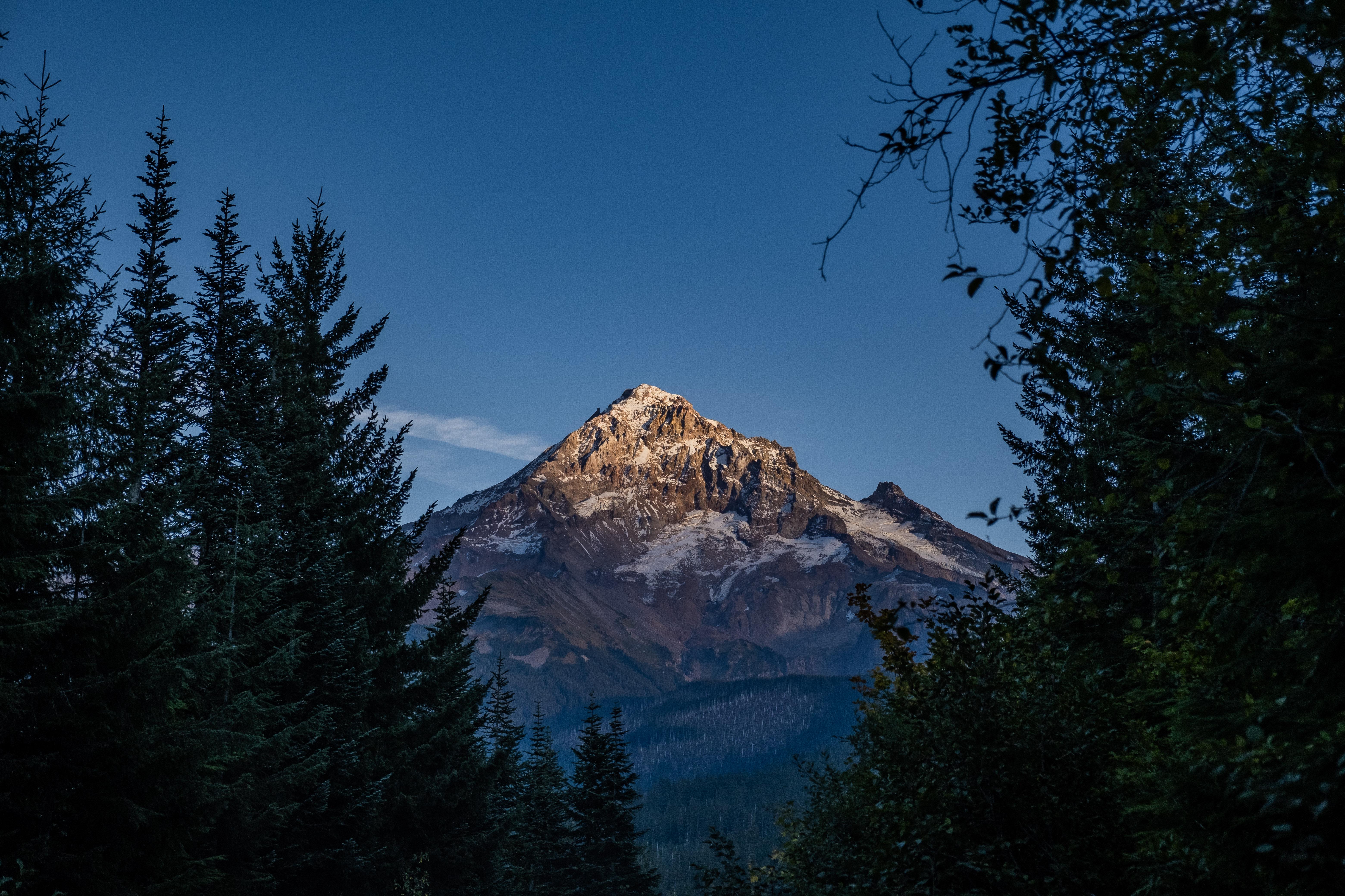 Snow-capped mountain peak framed by dark evergreen trees HD Wallpaper