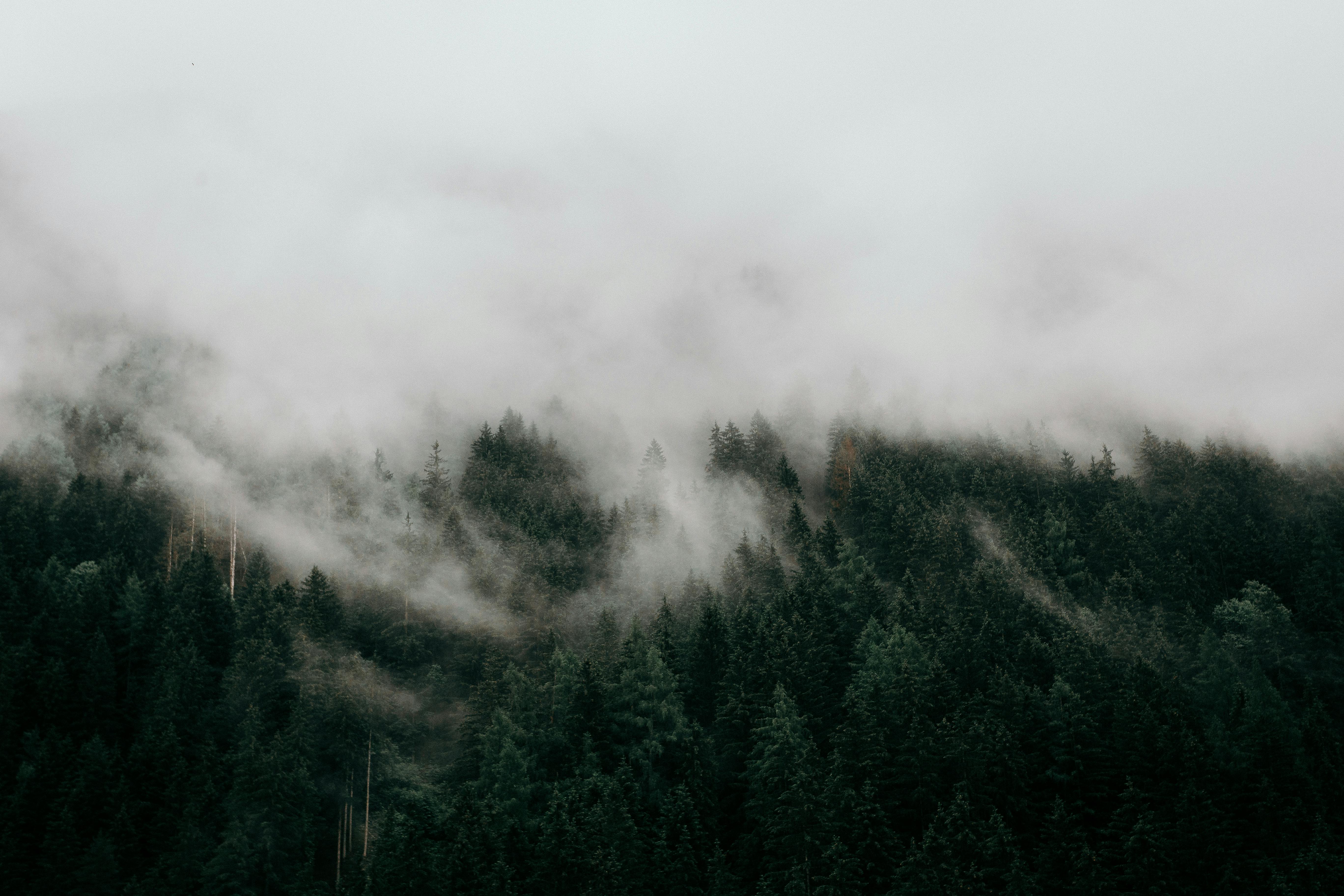 Misty forest with dark green trees HD Wallpaper