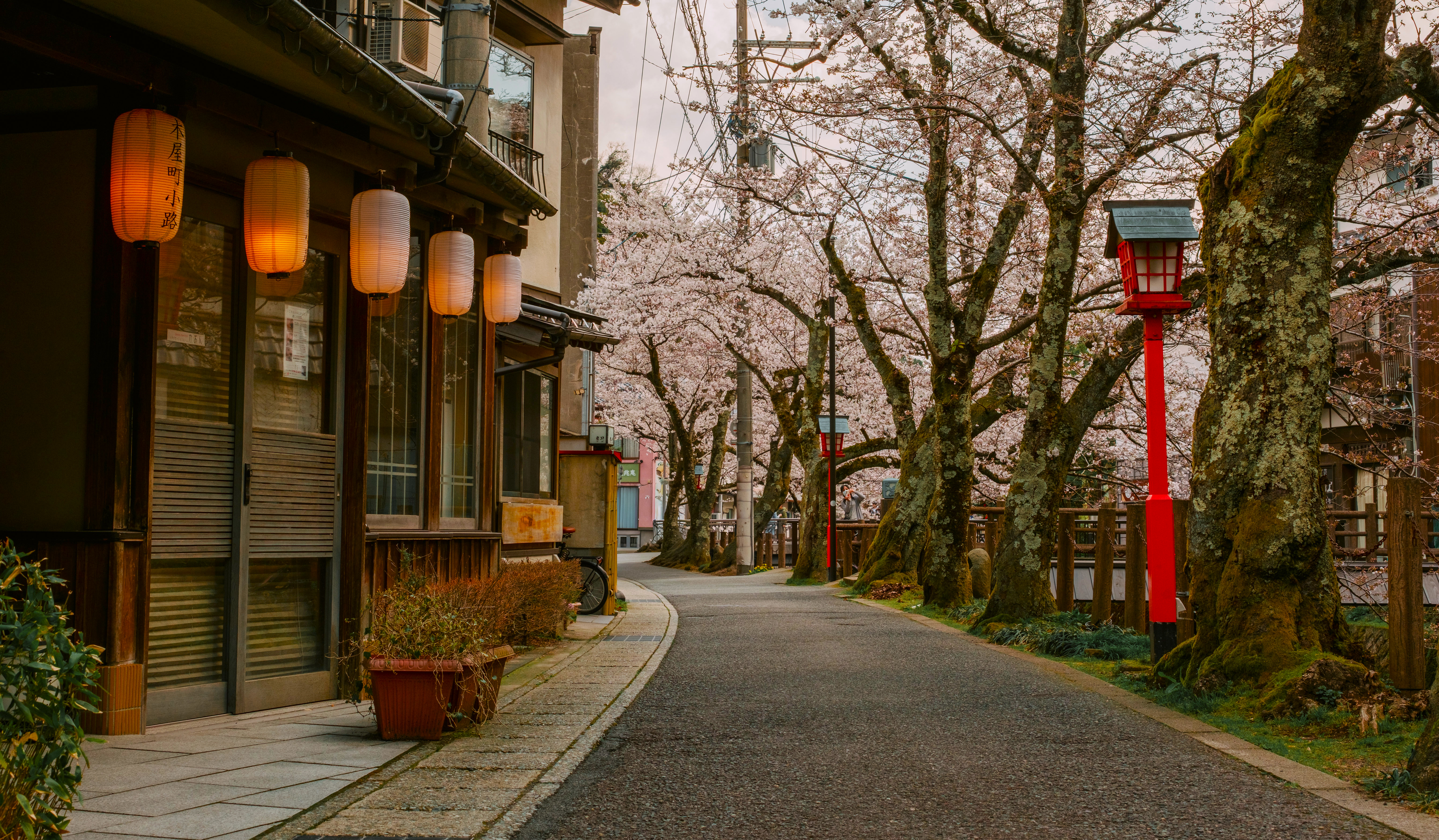 Street lined with cherry blossoms and traditional buildings HD Wallpaper