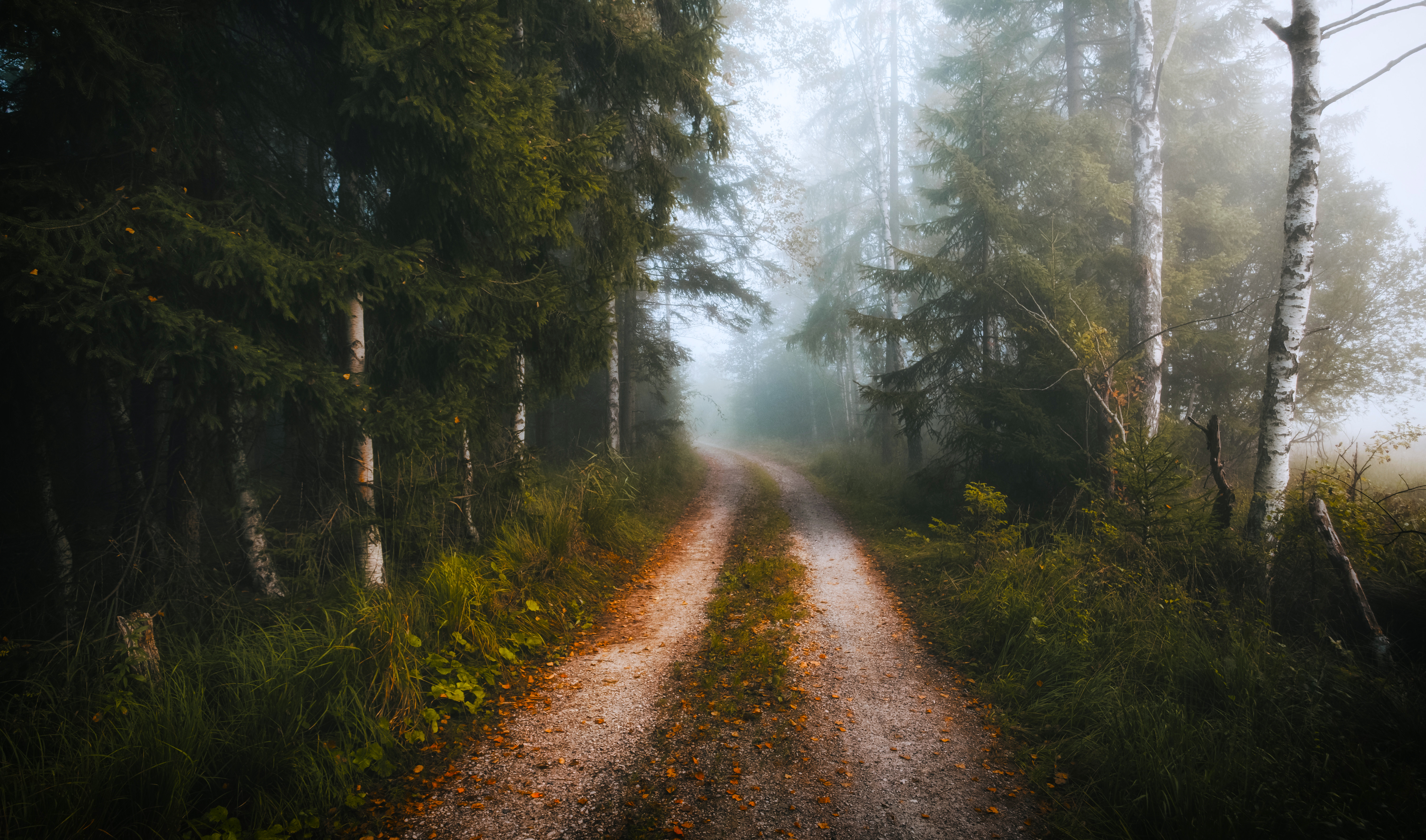Dirt road through a foggy forest with spruce trees HD Wallpaper