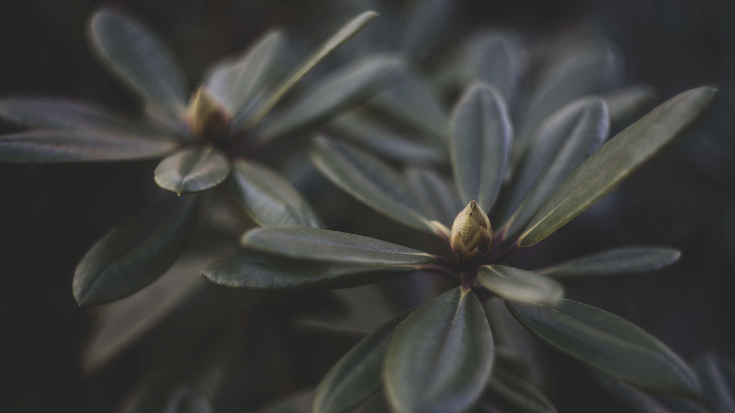 Close-up of plant buds and leaves with shallow depth of field HD Wallpaper