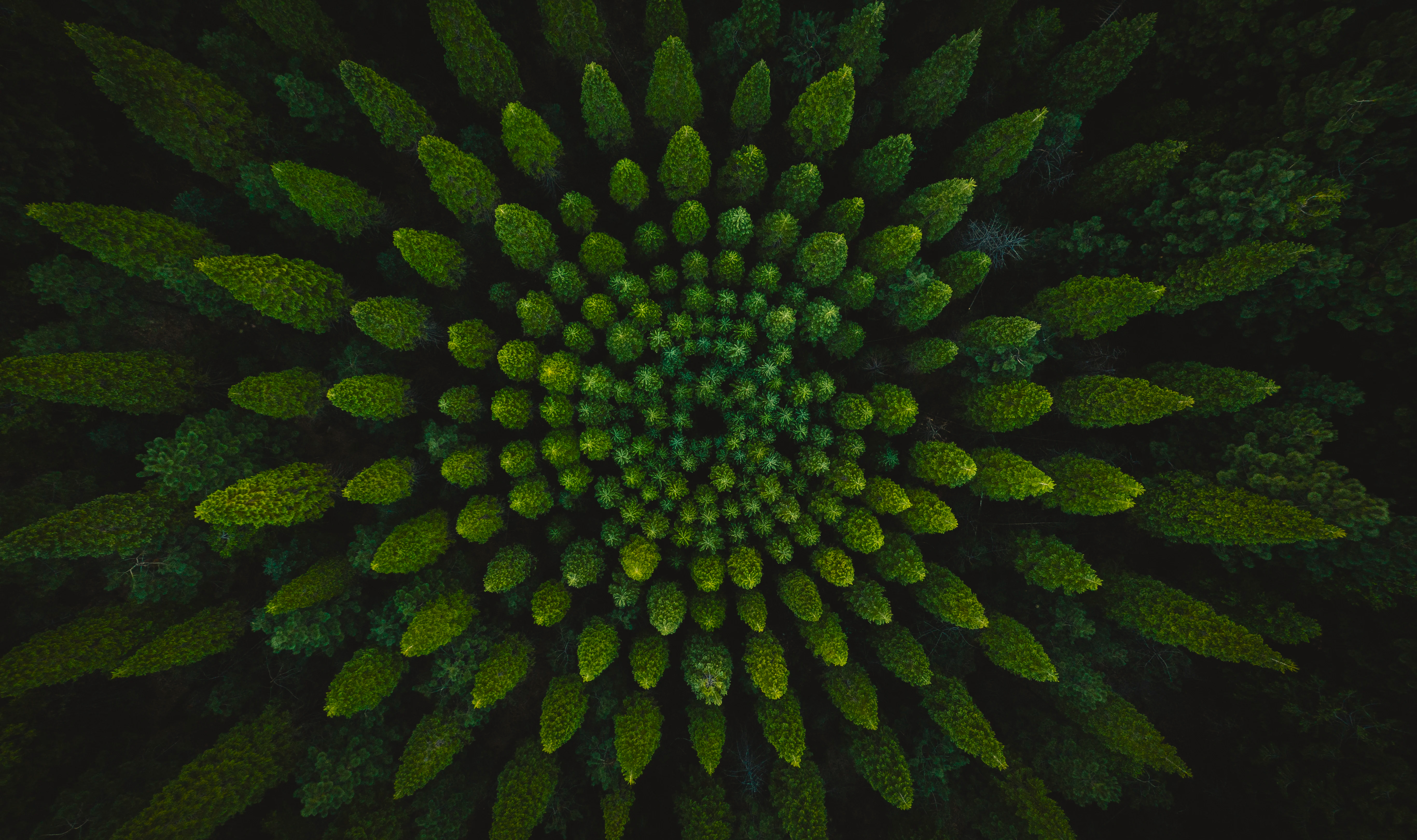 Aerial view of trees arranged in a spiral pattern HD Wallpaper