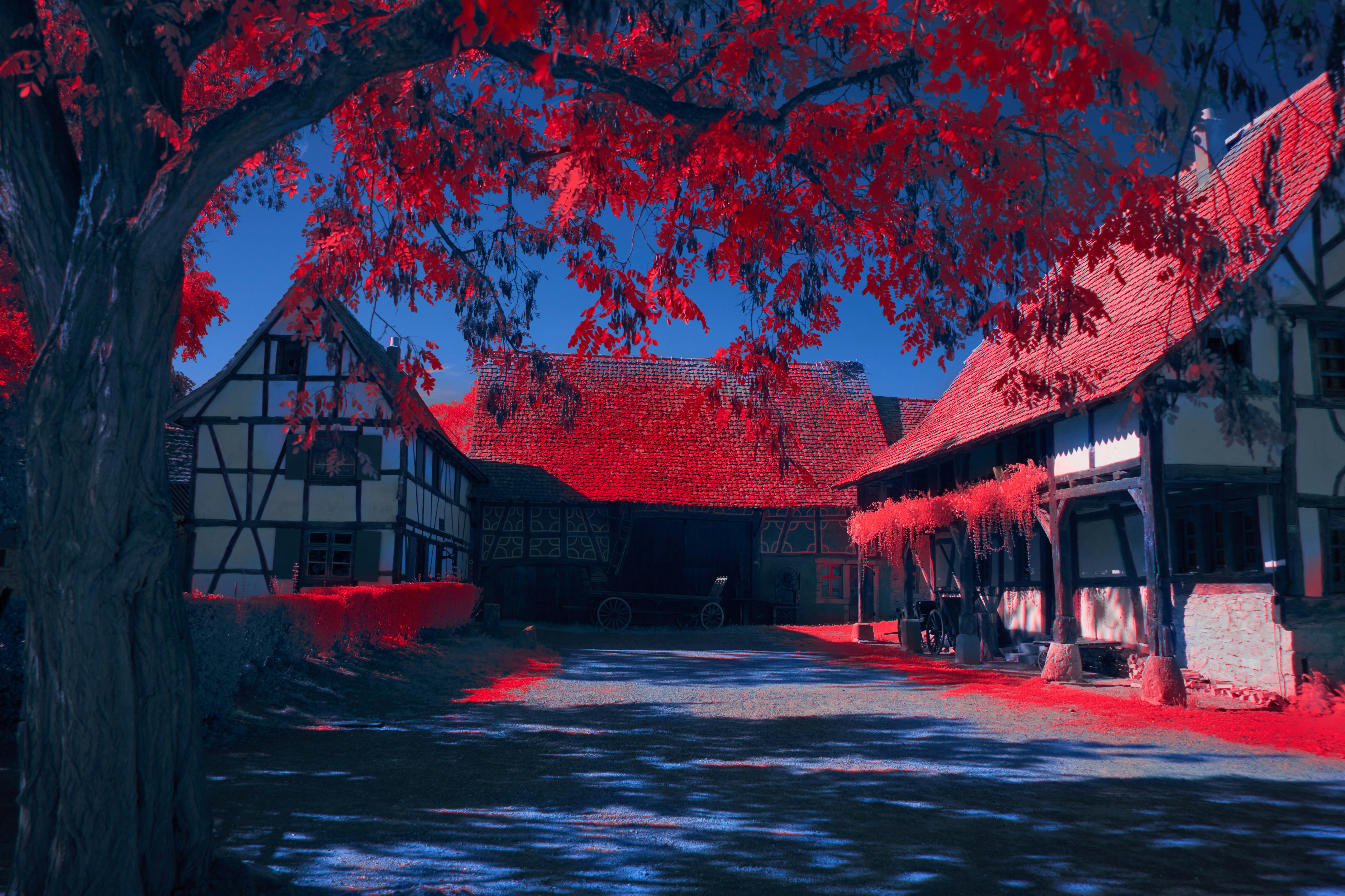Digital art of red trees and half-timbered houses HD Wallpaper