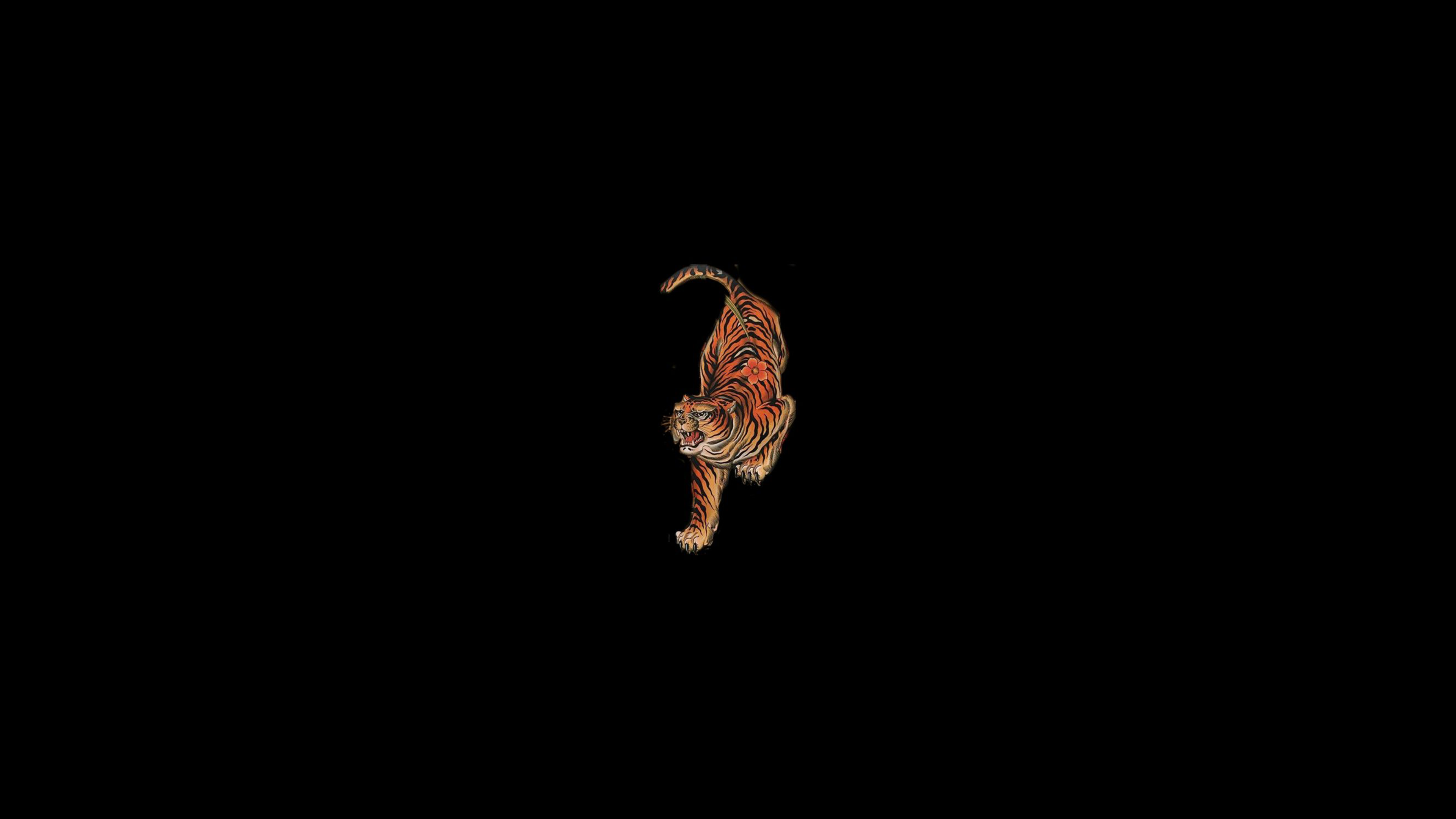 Tiger walking on a black background HD Wallpaper