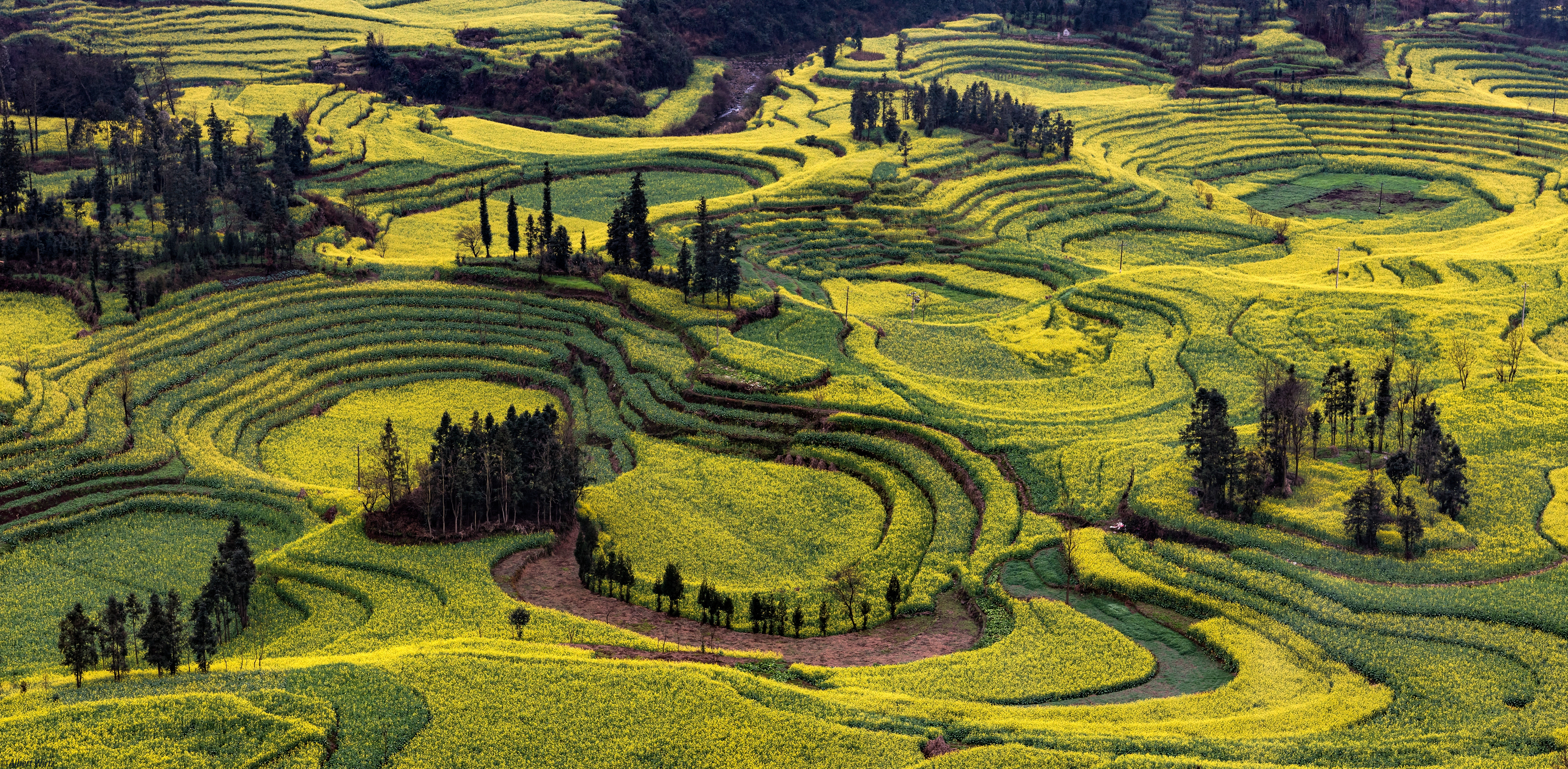 Terraced fields of yellow flowers in Yunnan, China HD Wallpaper