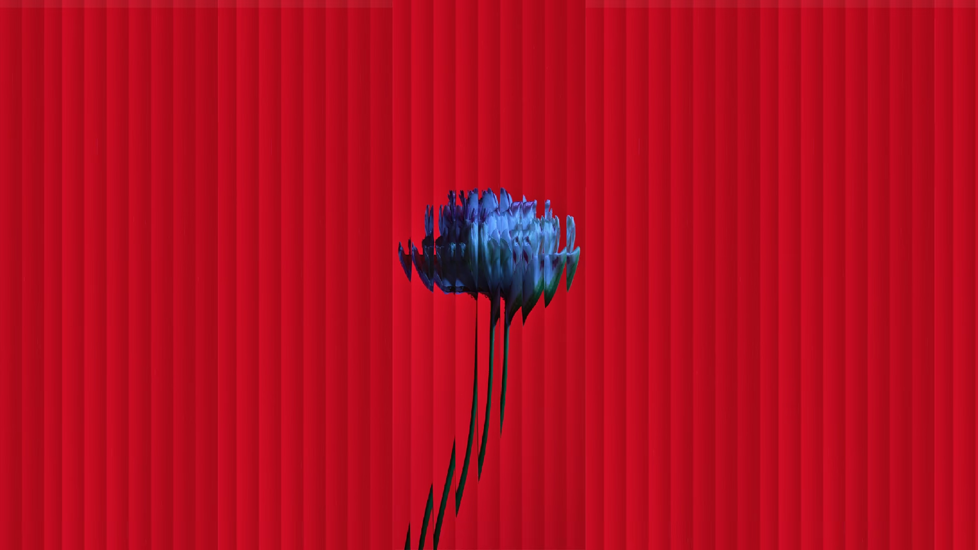 Blue flower on a red striped background HD Wallpaper