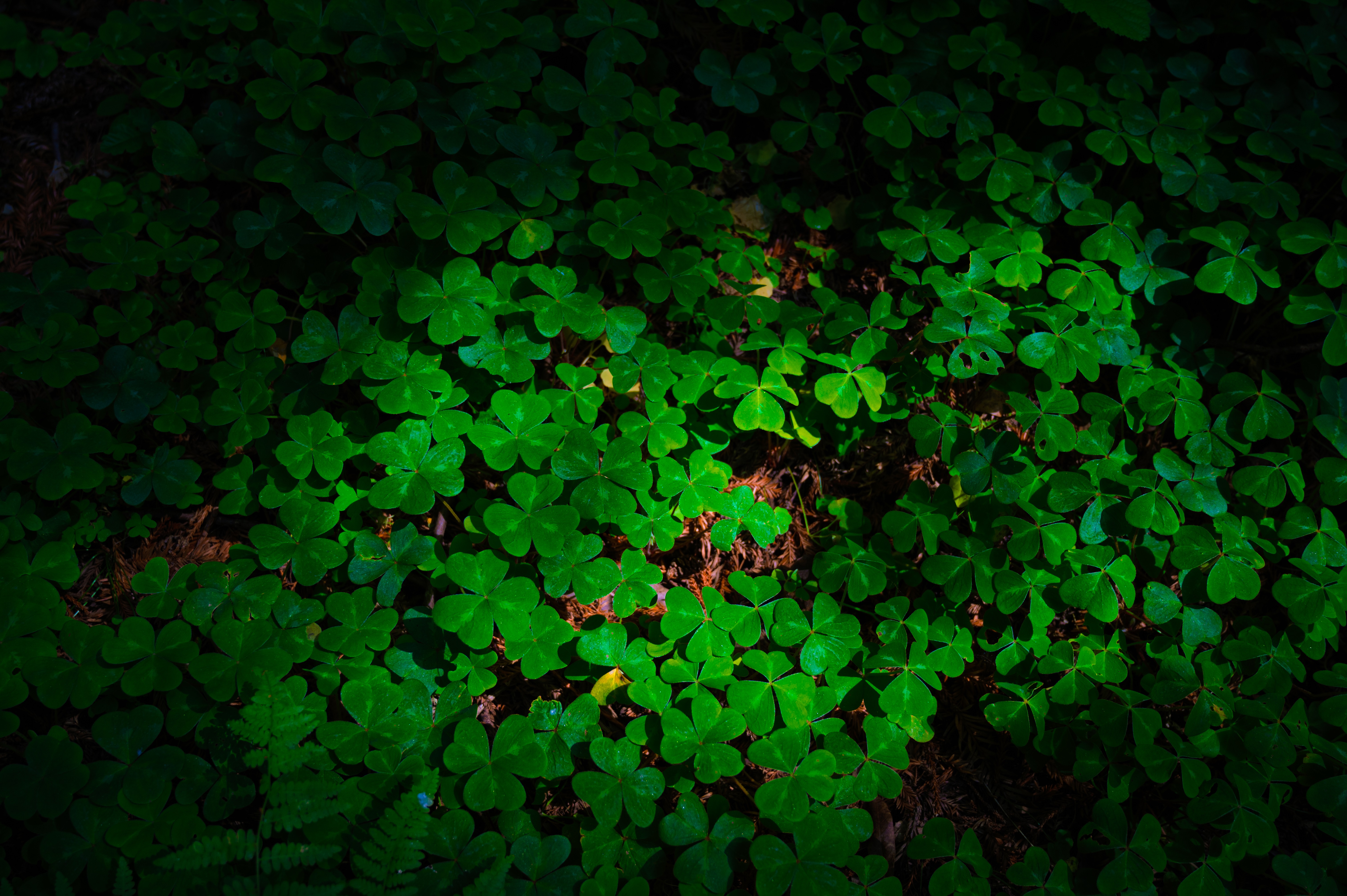 A dense patch of green clovers in low light HD Wallpaper