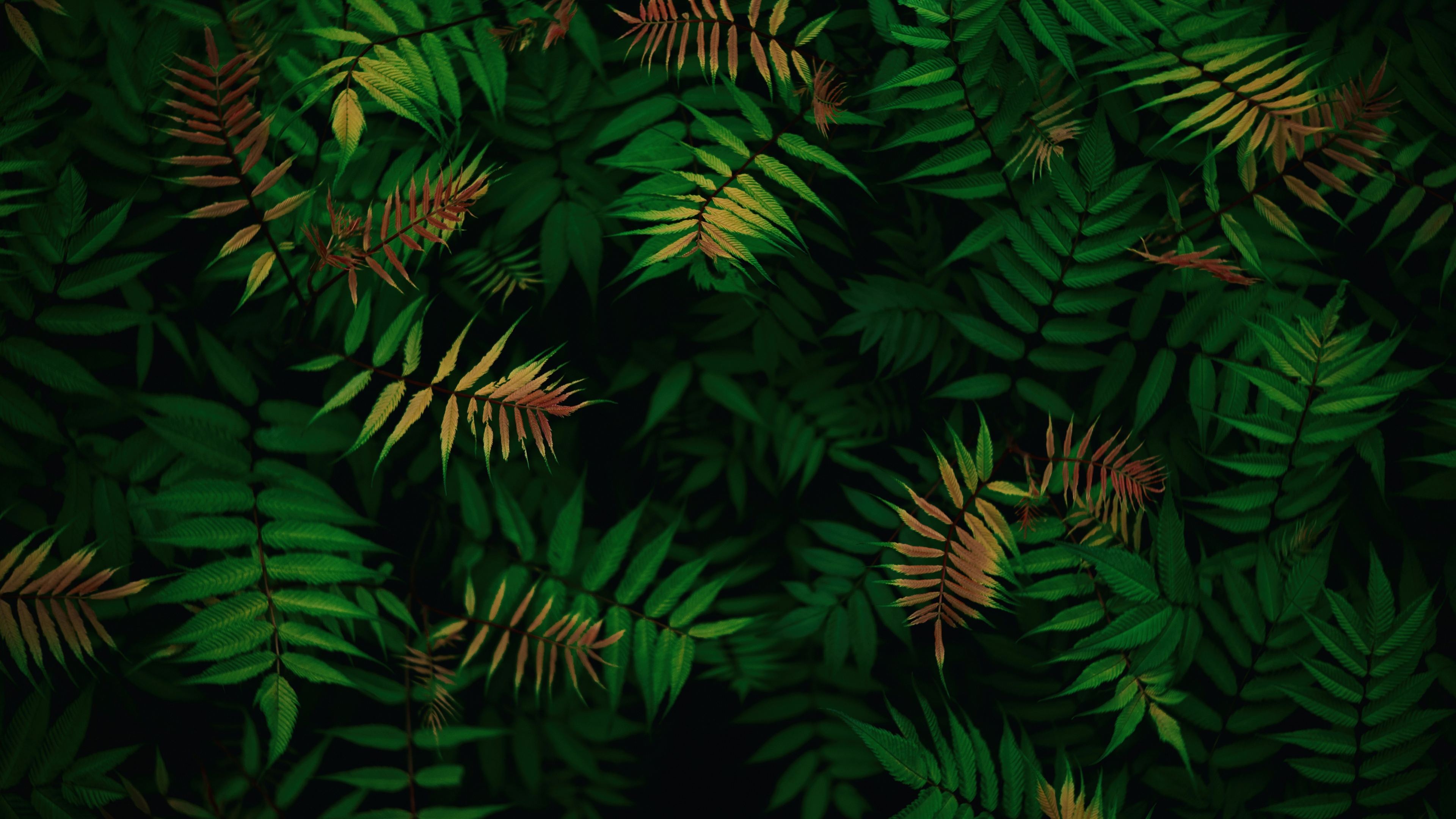 Green and yellow tropical foliage pattern HD Wallpaper