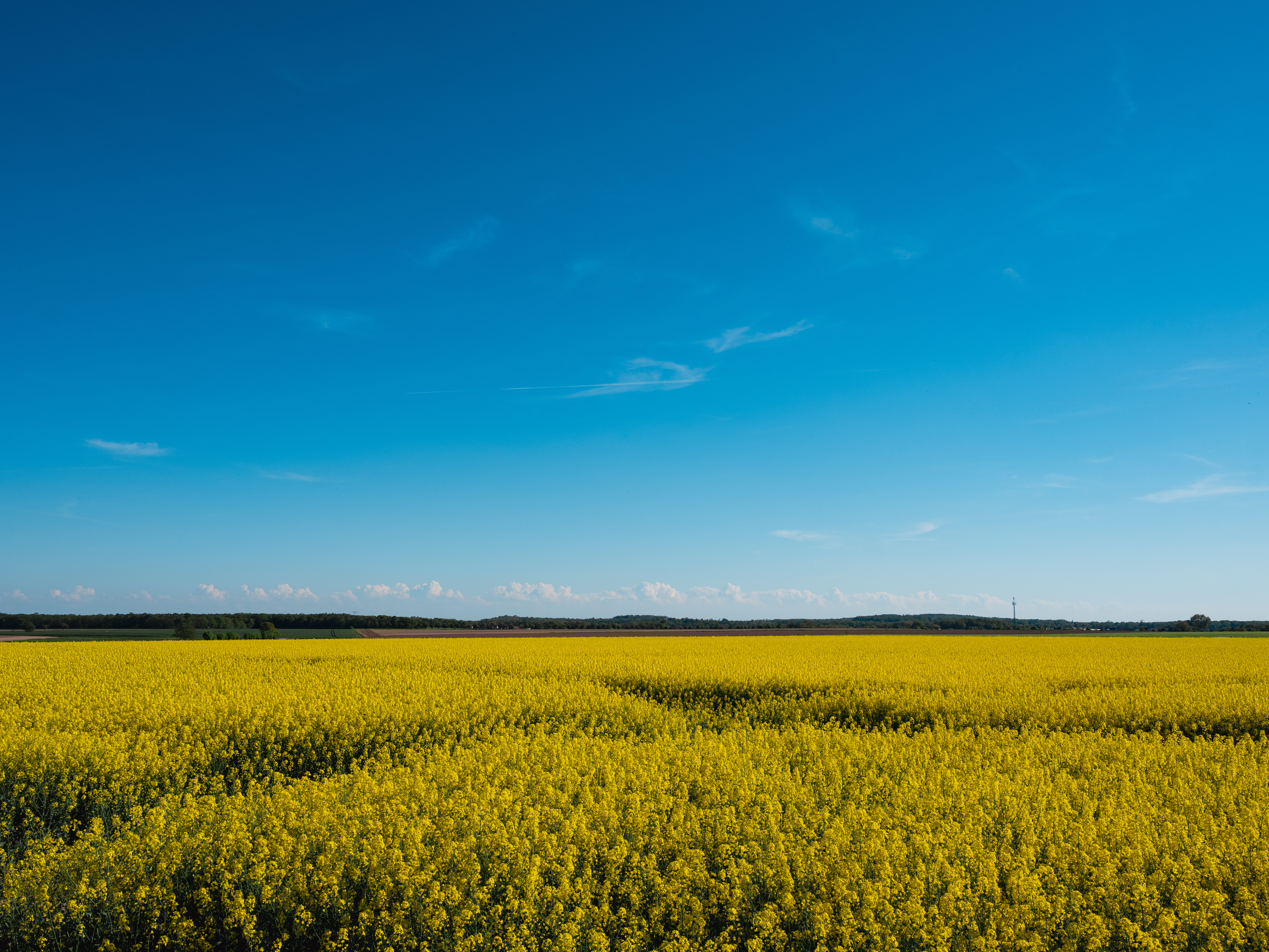 Vast yellow field under a bright blue sky HD Wallpaper