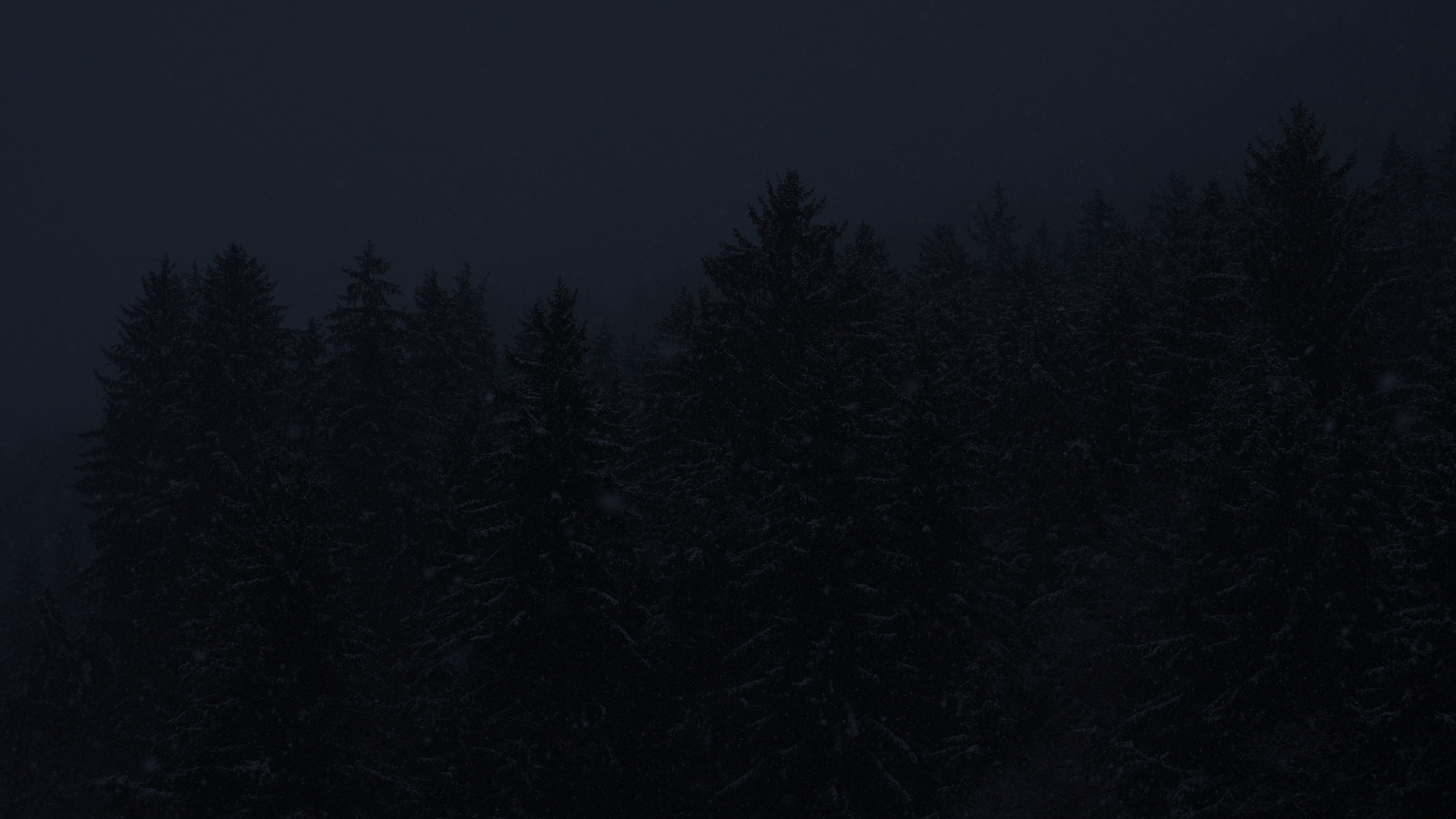 Dark forest with snow at night HD Wallpaper