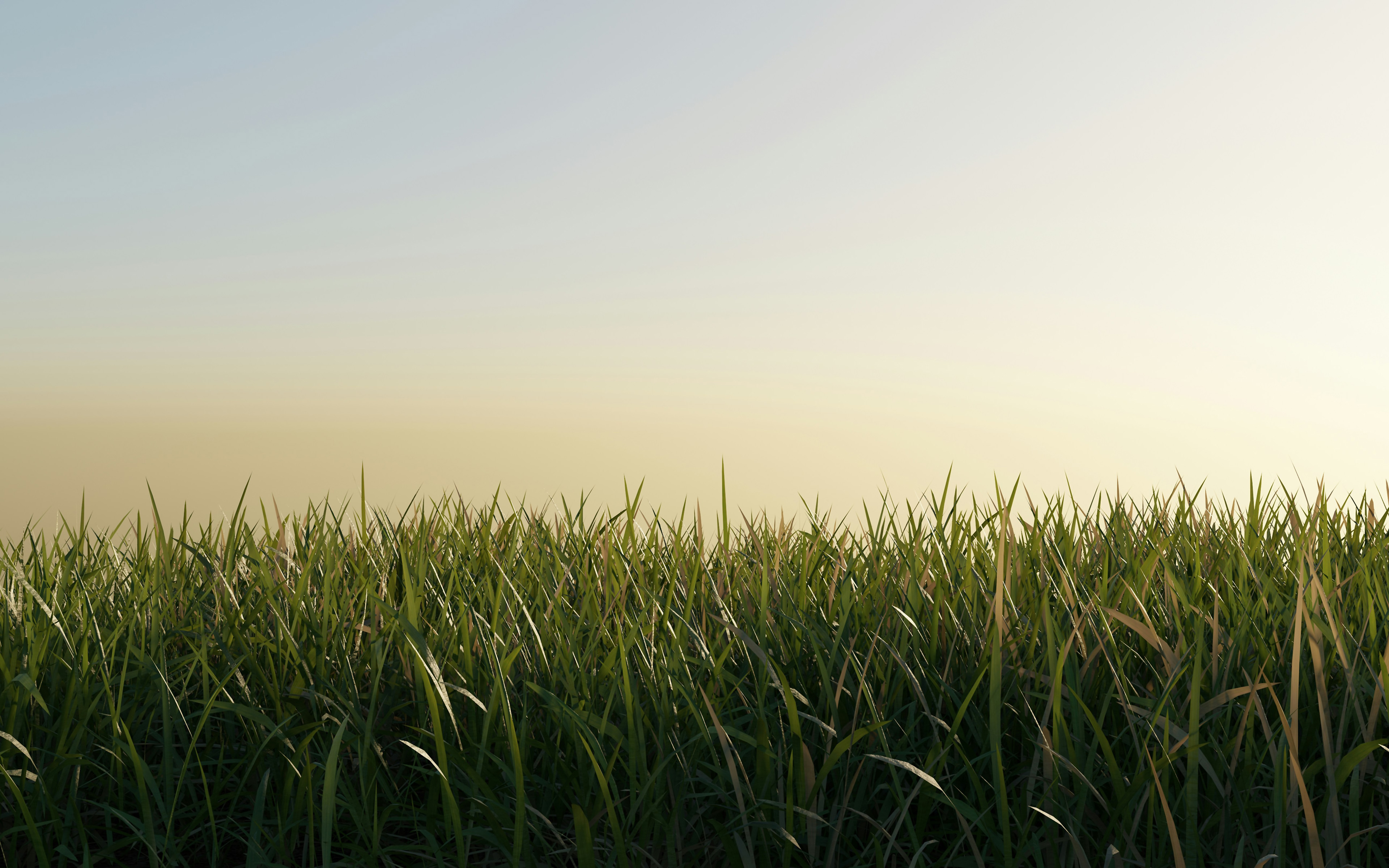 Green grass field under a clear sky HD Wallpaper