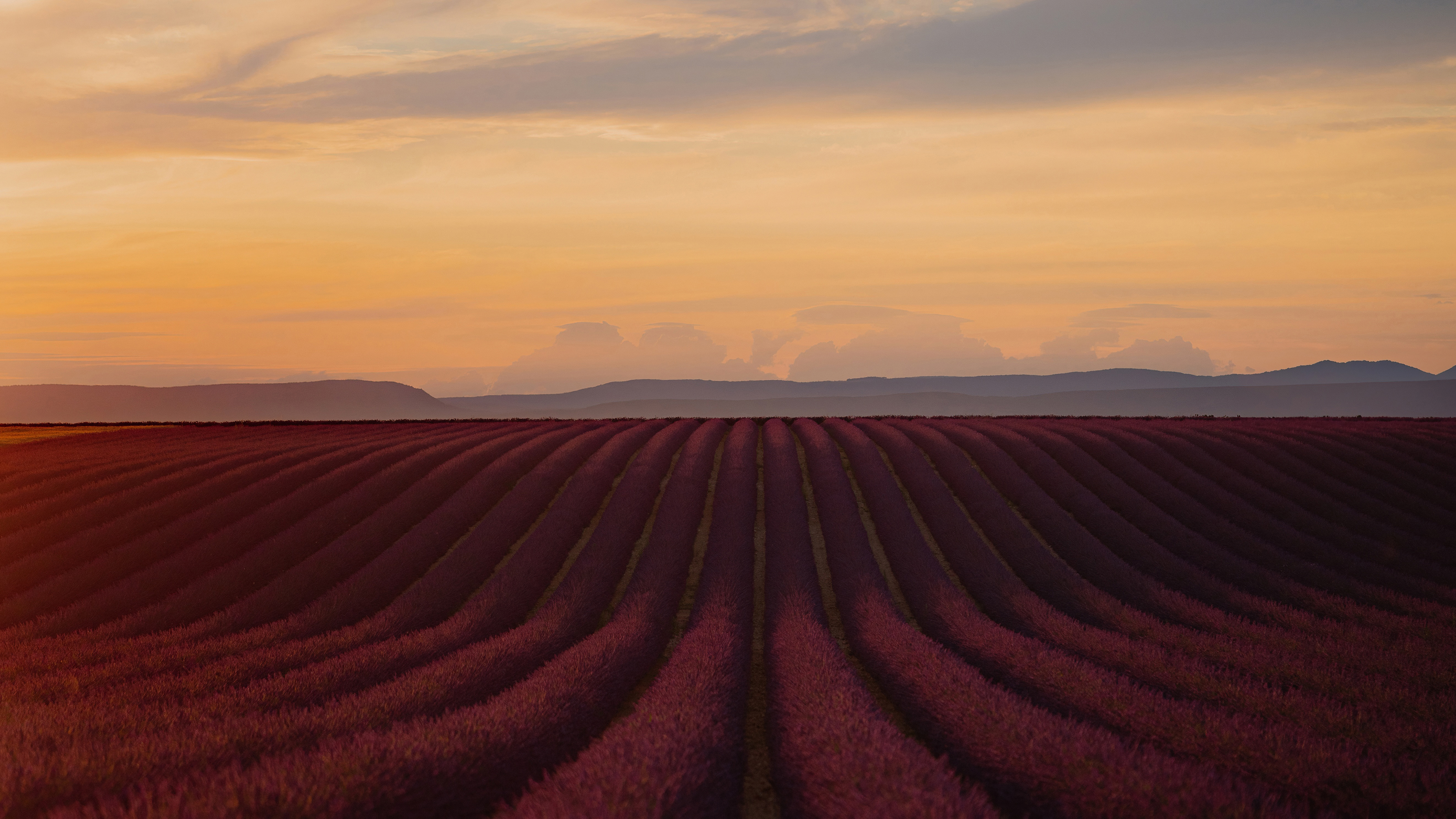 Lavender field at sunset in Provence HD Wallpaper