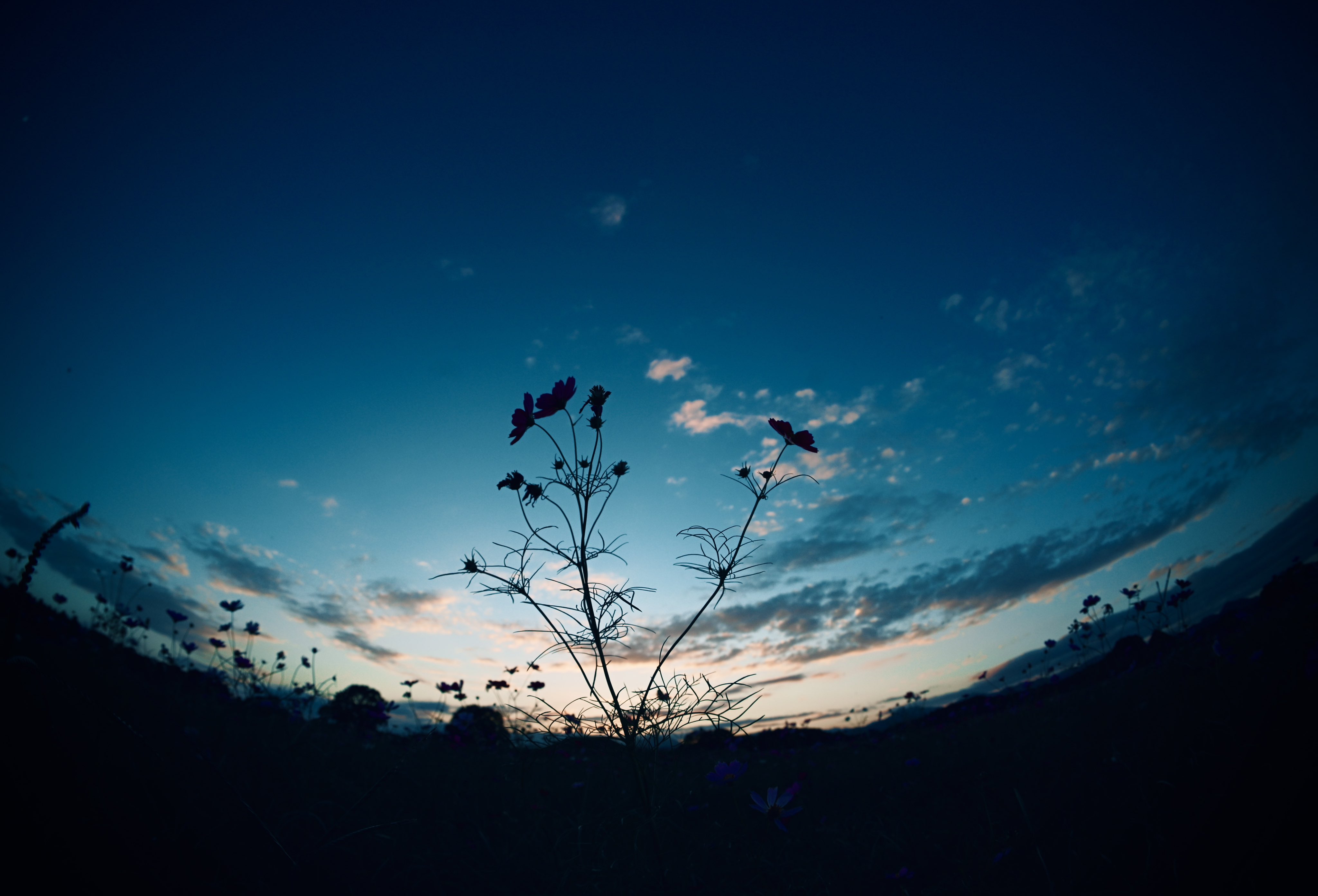 Scenery of a twilight sky with silhouetted plants HD Wallpaper