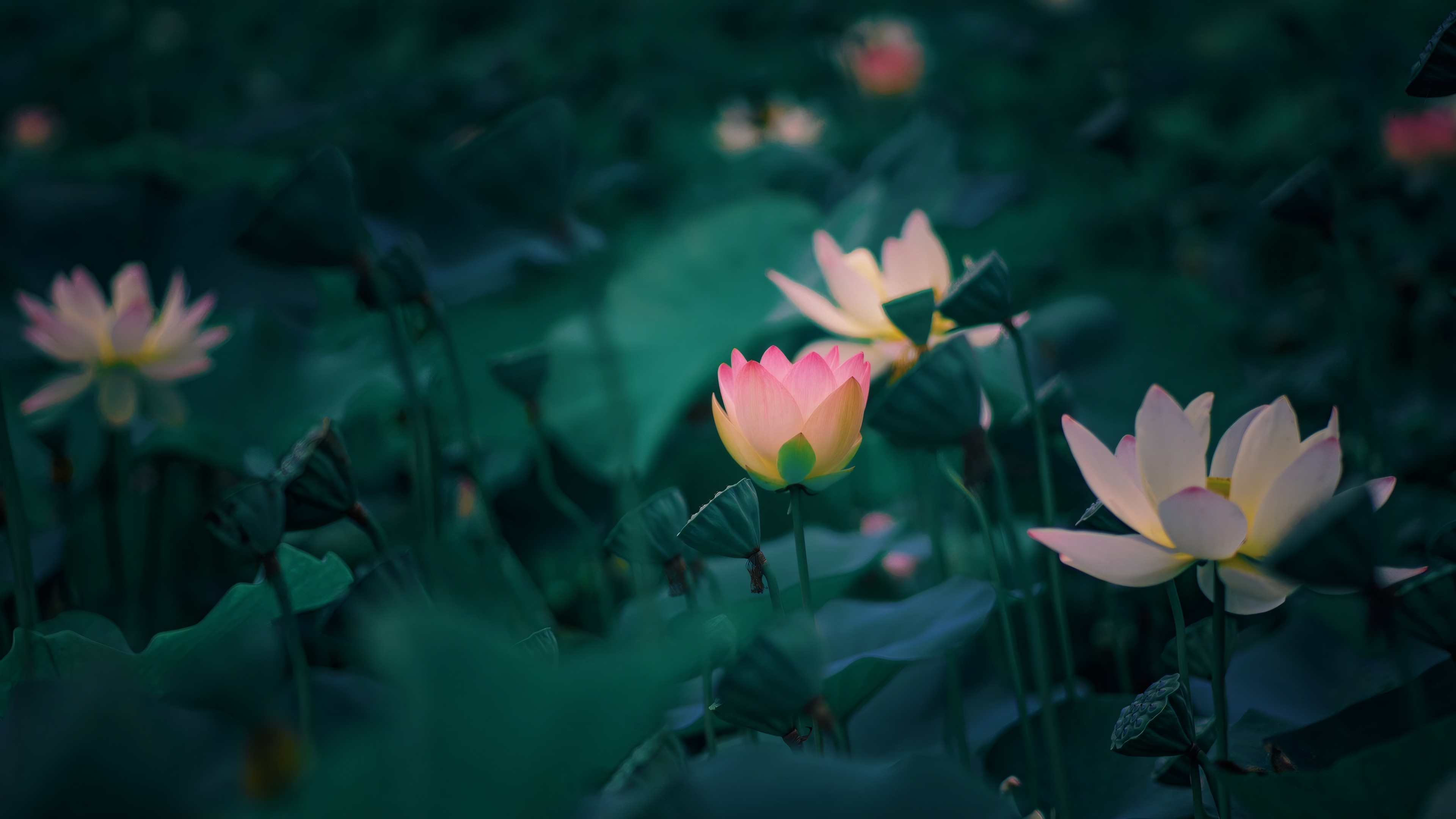 Lotus flowers bloom in a dark green pond HD Wallpaper