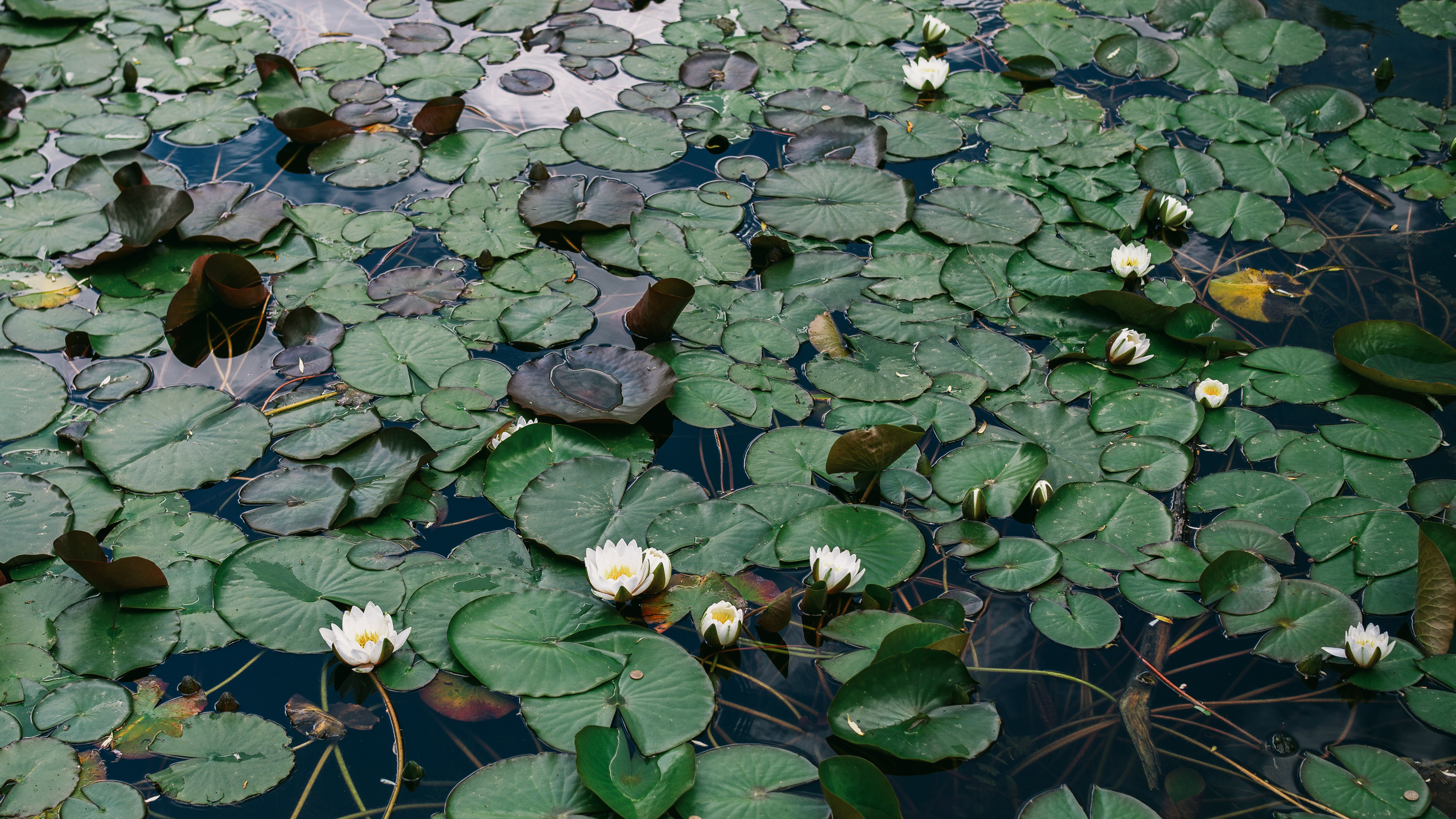 White water lilies floating on a pond HD Wallpaper