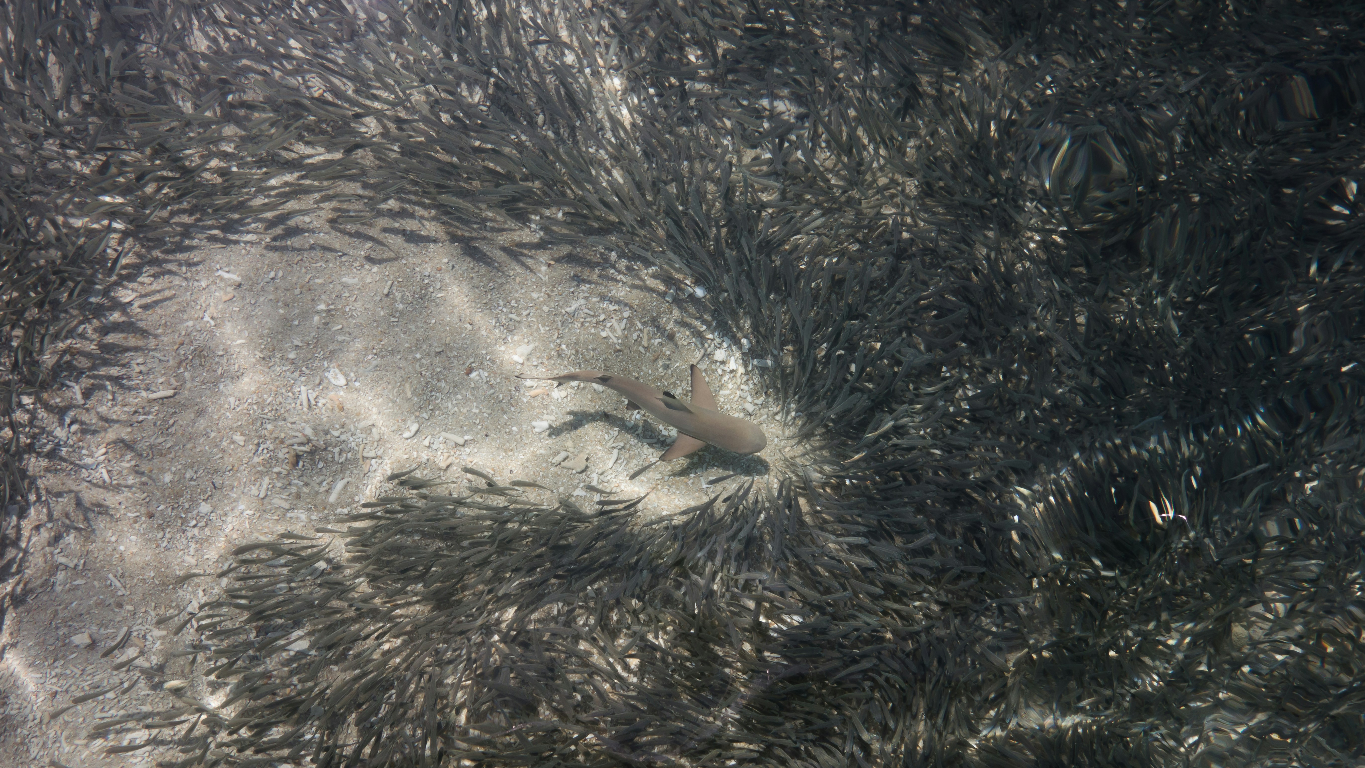 Shark swims through a school of fish HD Wallpaper