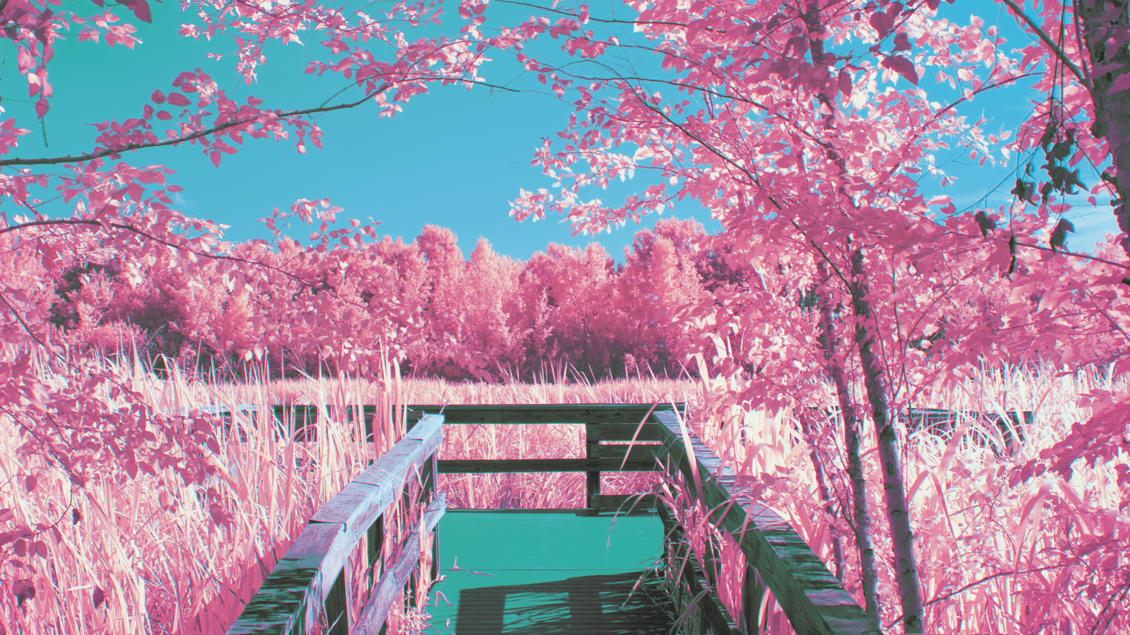 Infrared photography of a pink forest and a wooden walkway HD Wallpaper