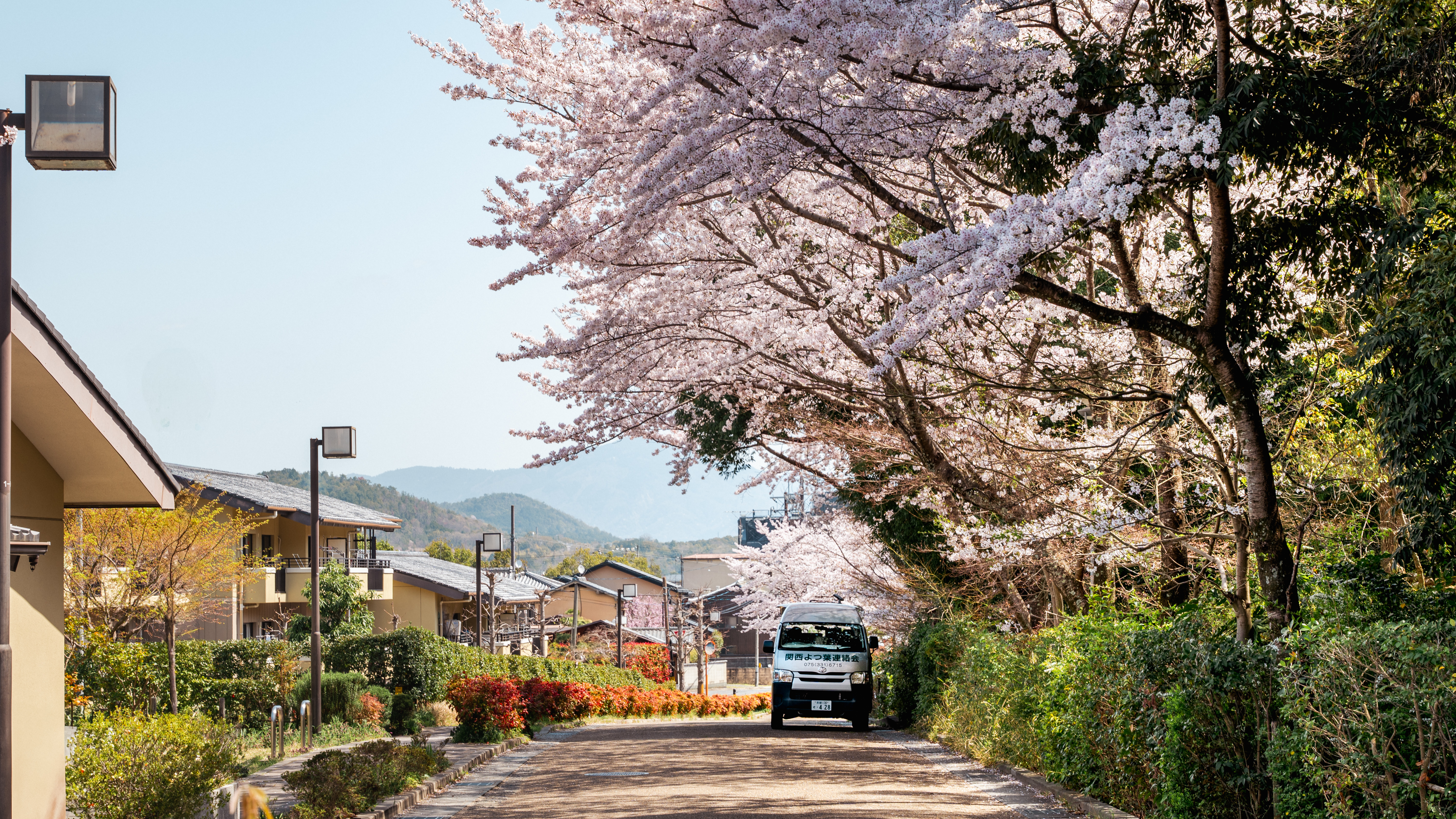 Cherry blossoms line a road with a vehicle in Kyoto, Japan HD Wallpaper