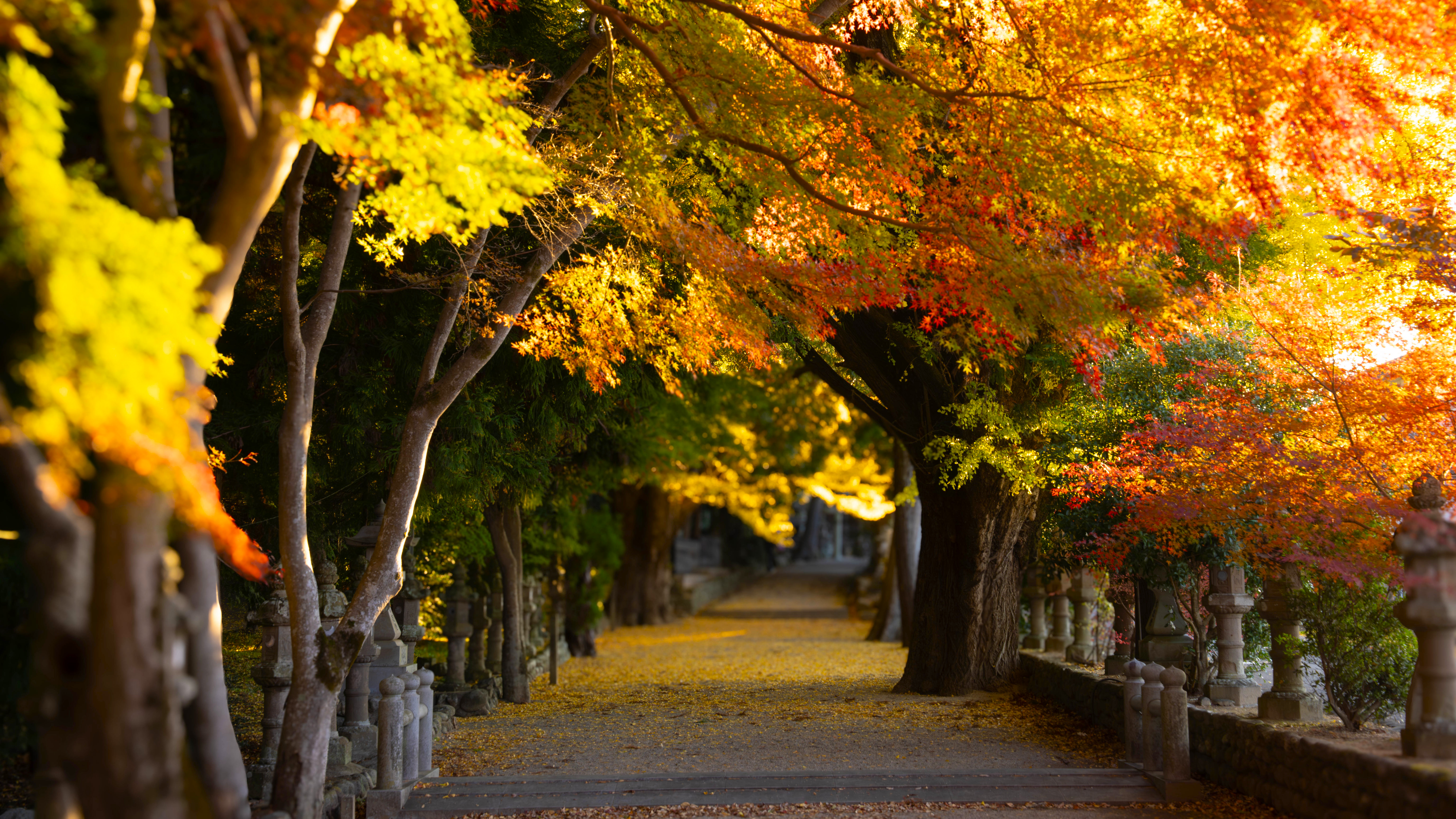 Autumn walkway lined with trees and fallen leaves HD Wallpaper