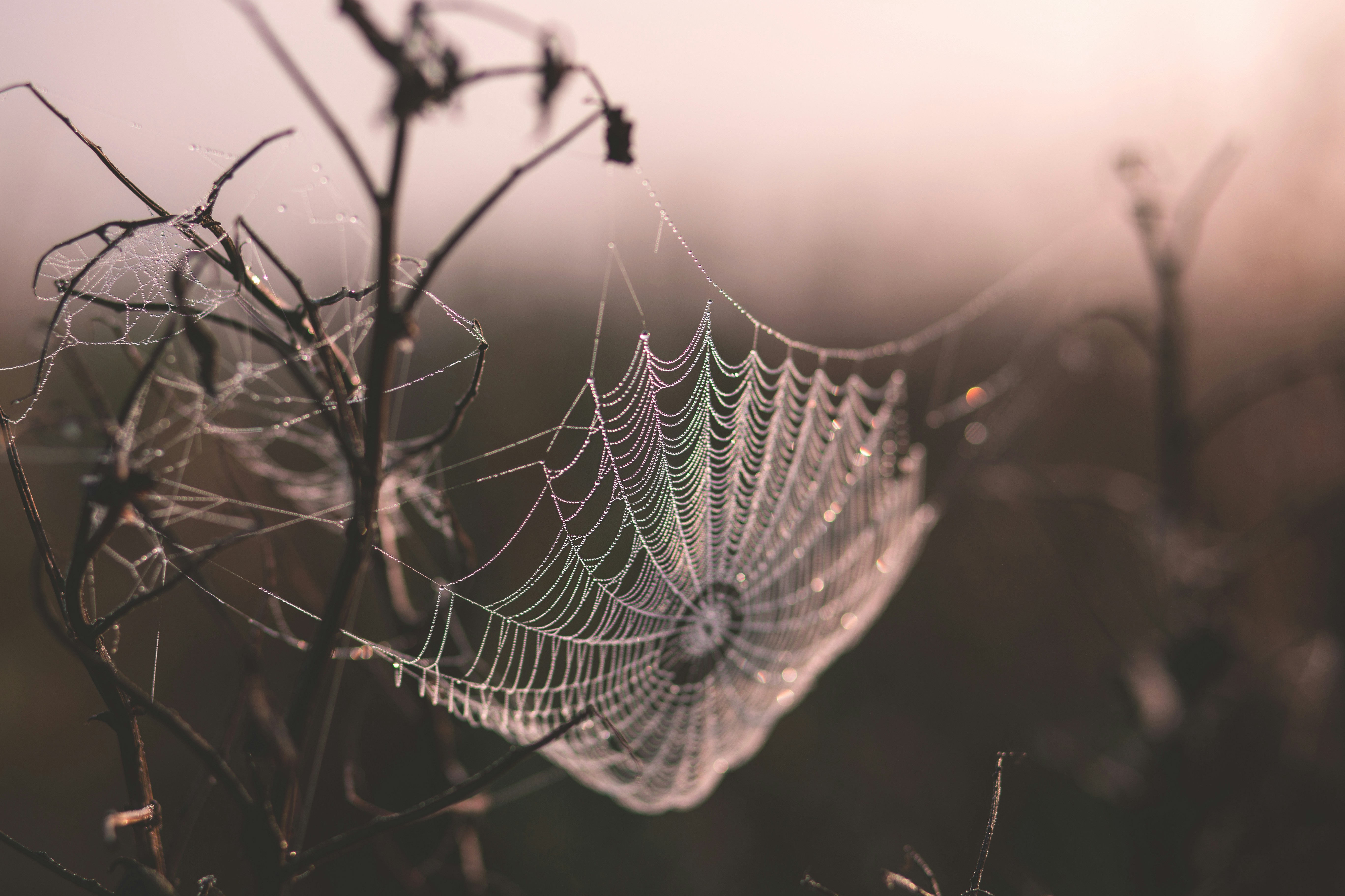 Dew drops on a spiderweb in the morning light HD Wallpaper