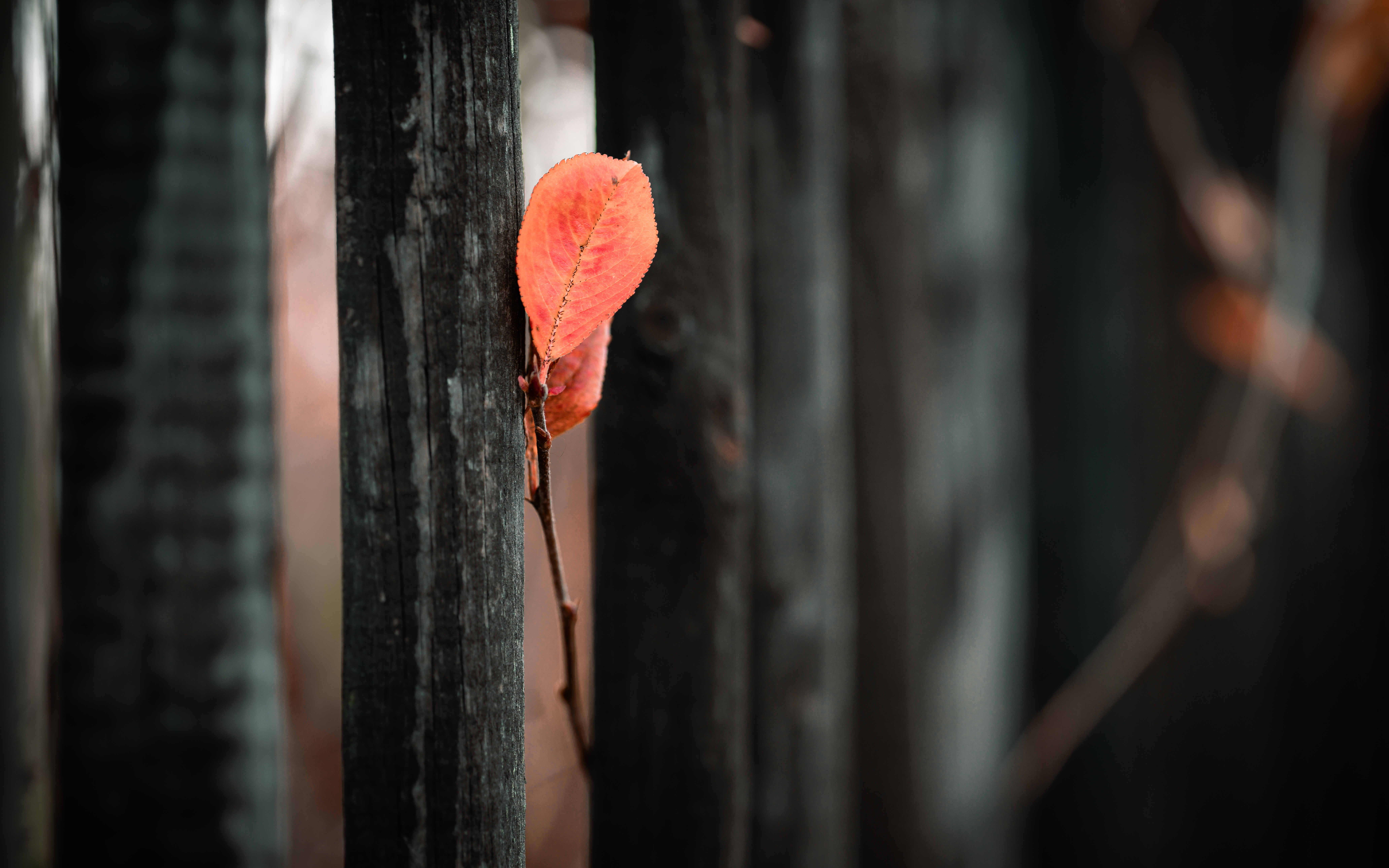 Single orange leaf on a wooden fence in autumn HD Wallpaper