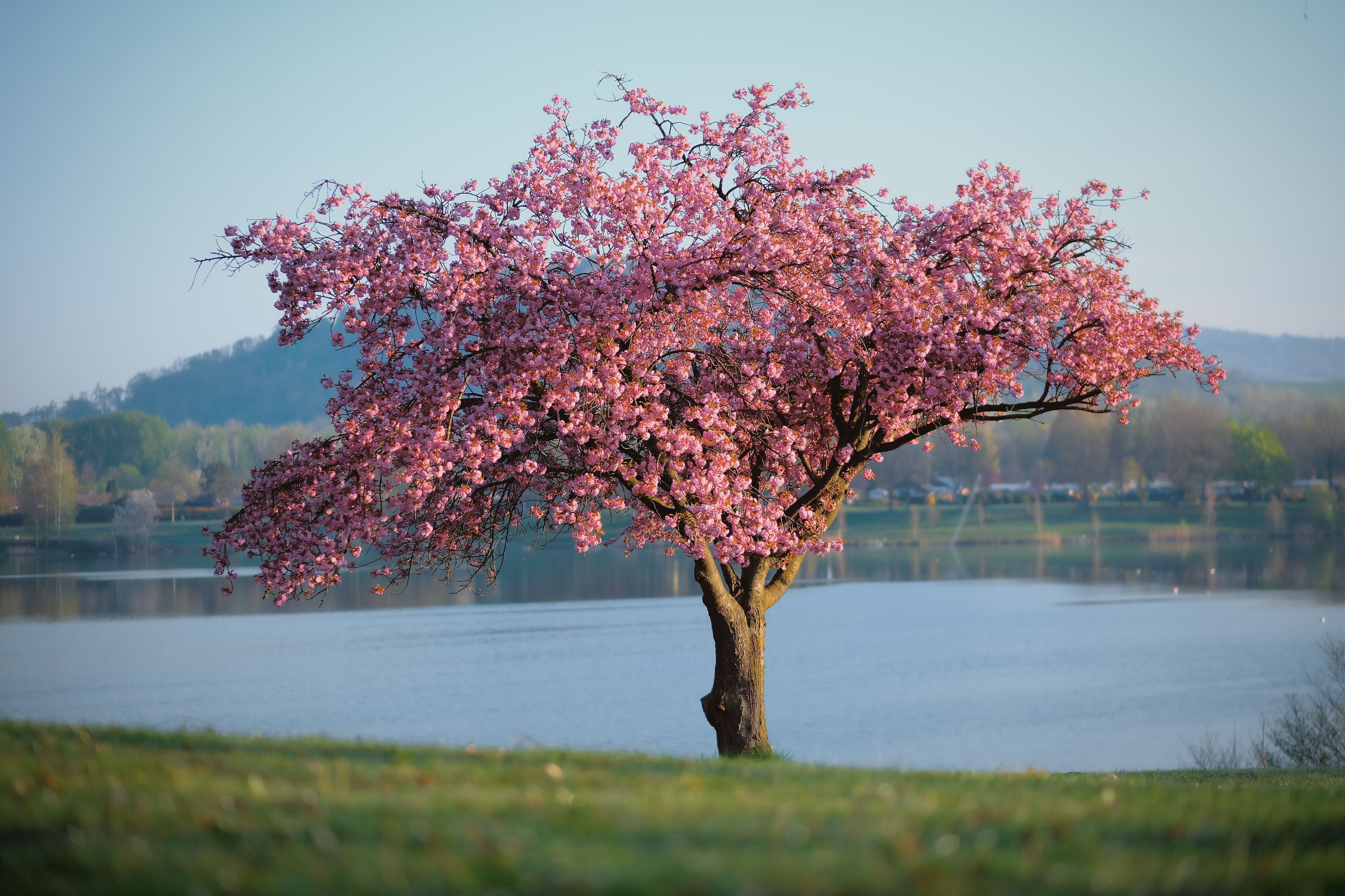 Cherry blossom tree by a lake at sunrise HD Wallpaper