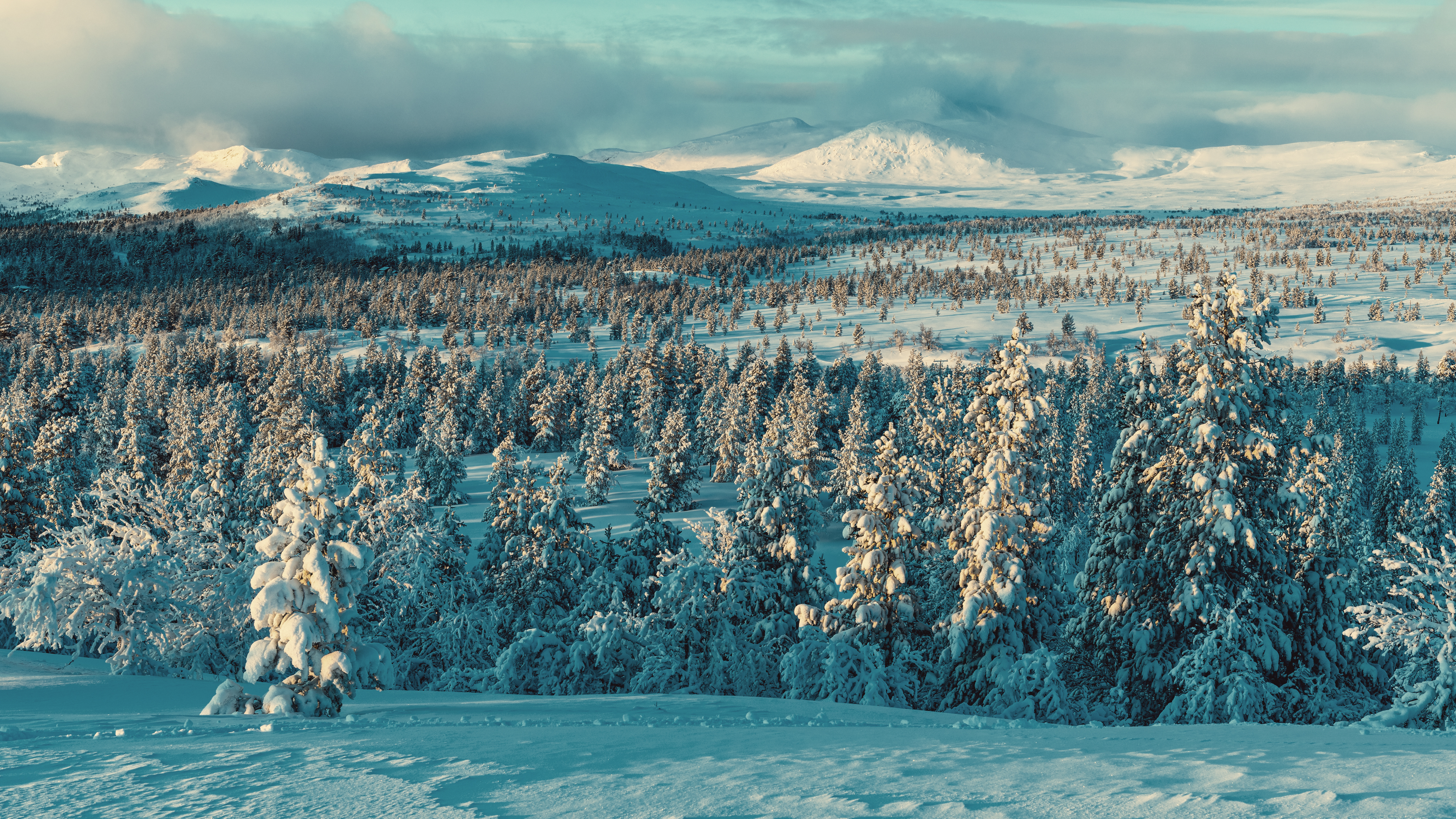 Snow-covered pine forest with distant snowy mountains HD Wallpaper