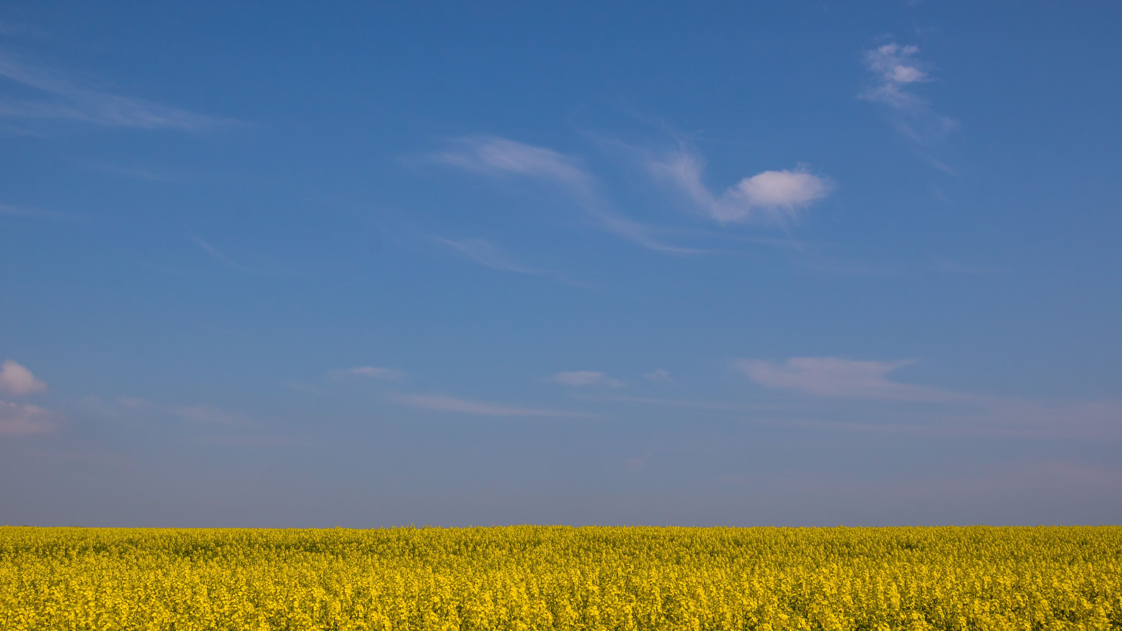 Vast yellow field under a clear blue sky HD Wallpaper