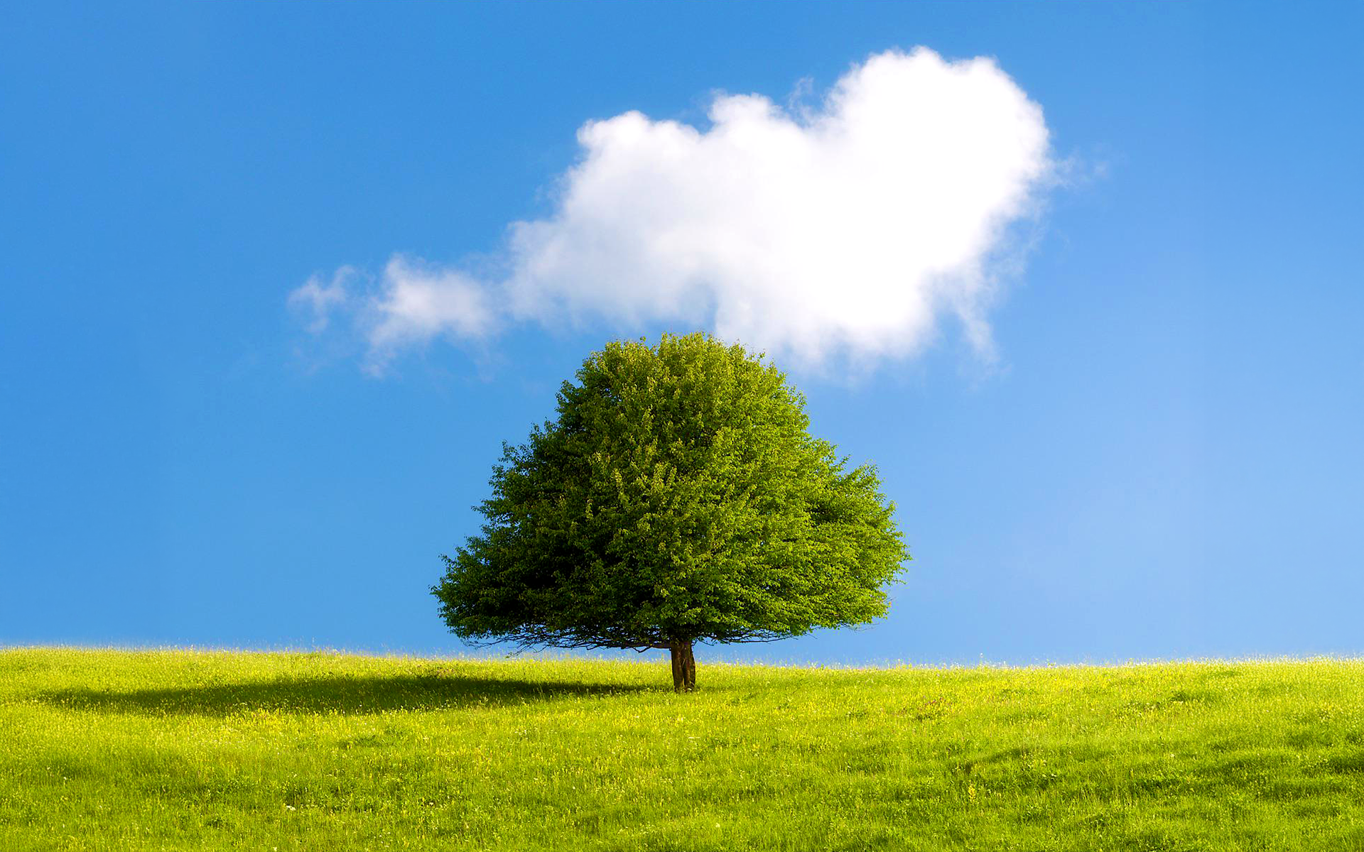A lone tree on a grassy hill under a blue sky HD Wallpaper