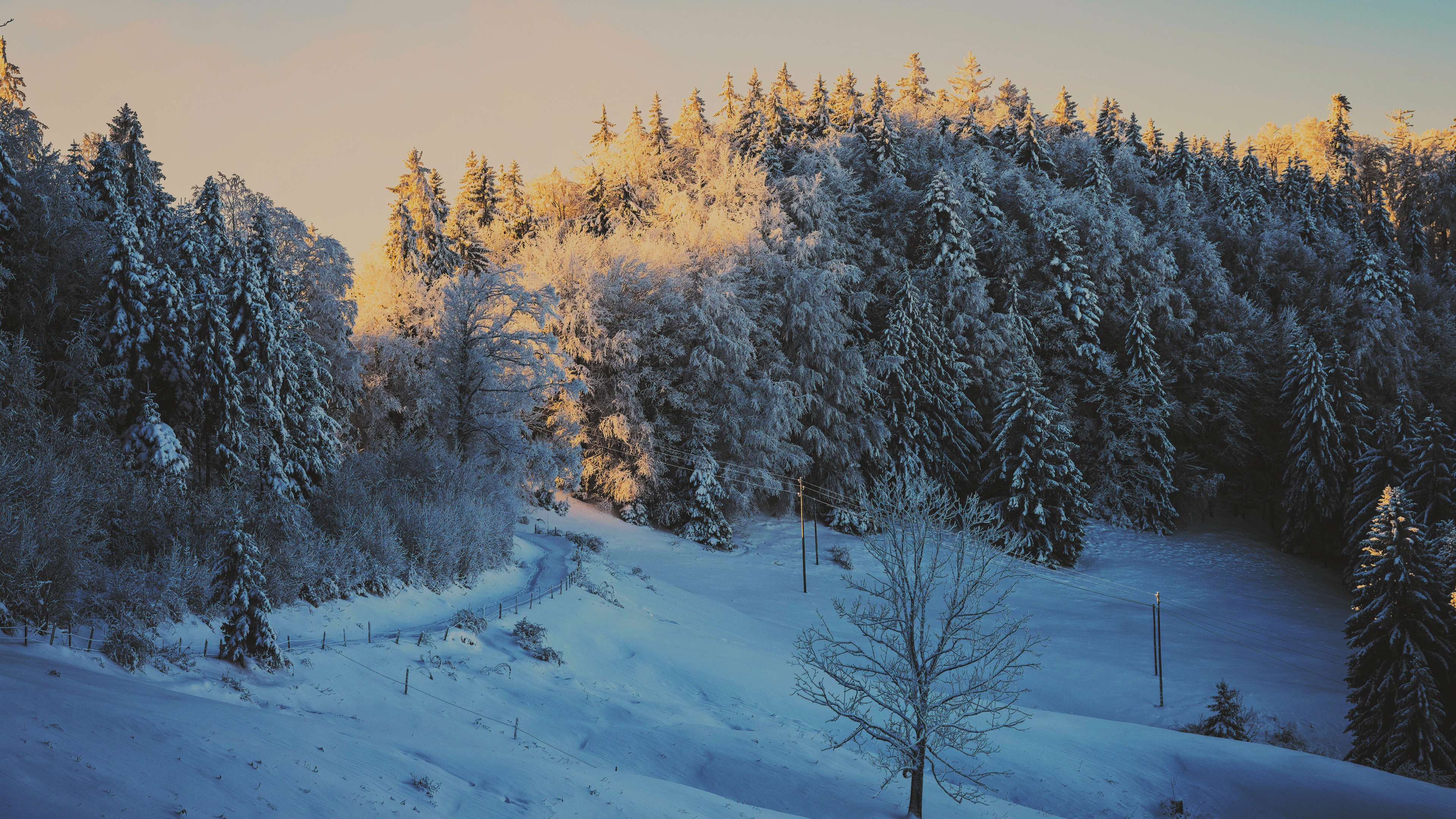 Snowy forest path at sunset with pine trees HD Wallpaper