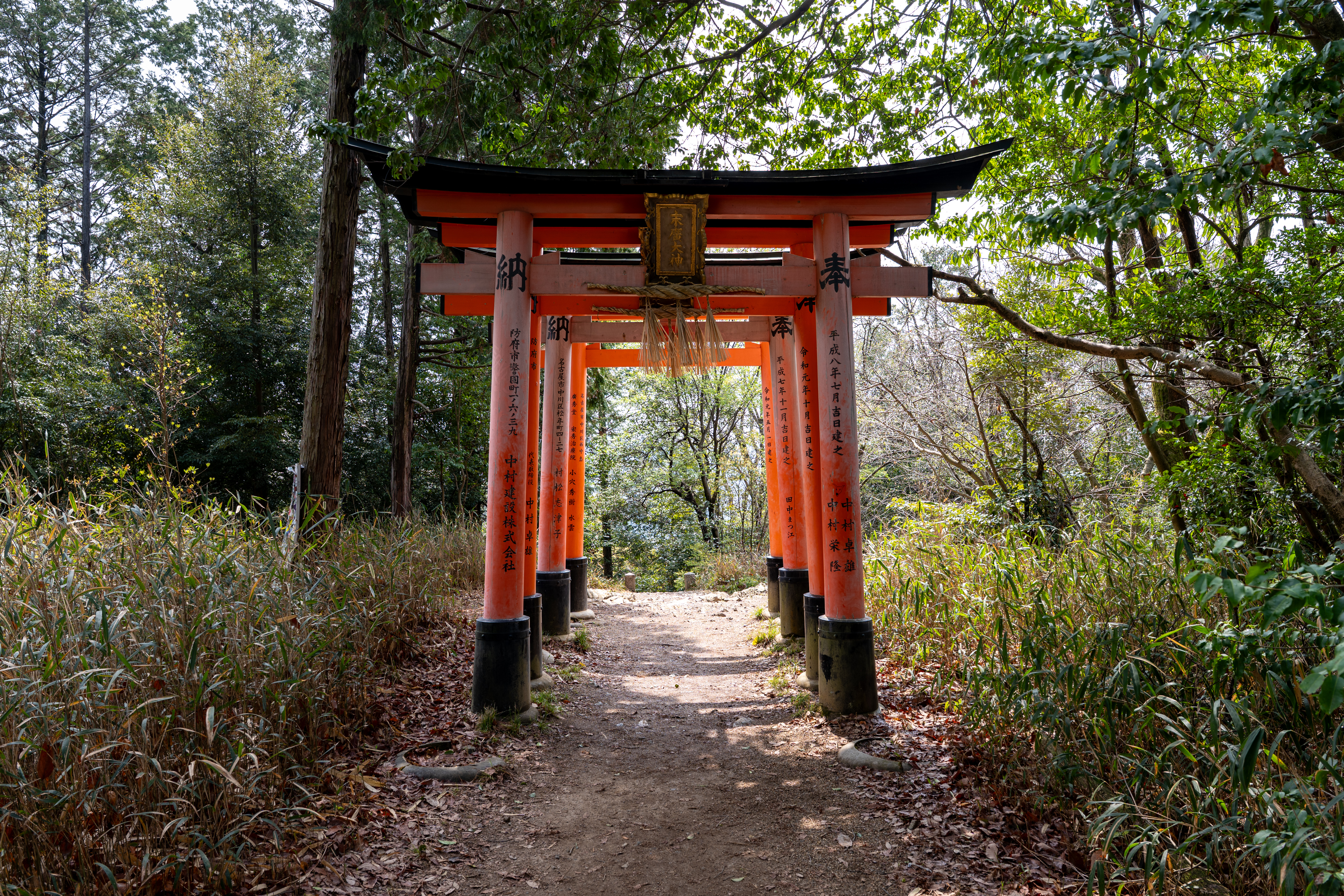 Orange Torii Gates in a Forest Path HD Wallpaper