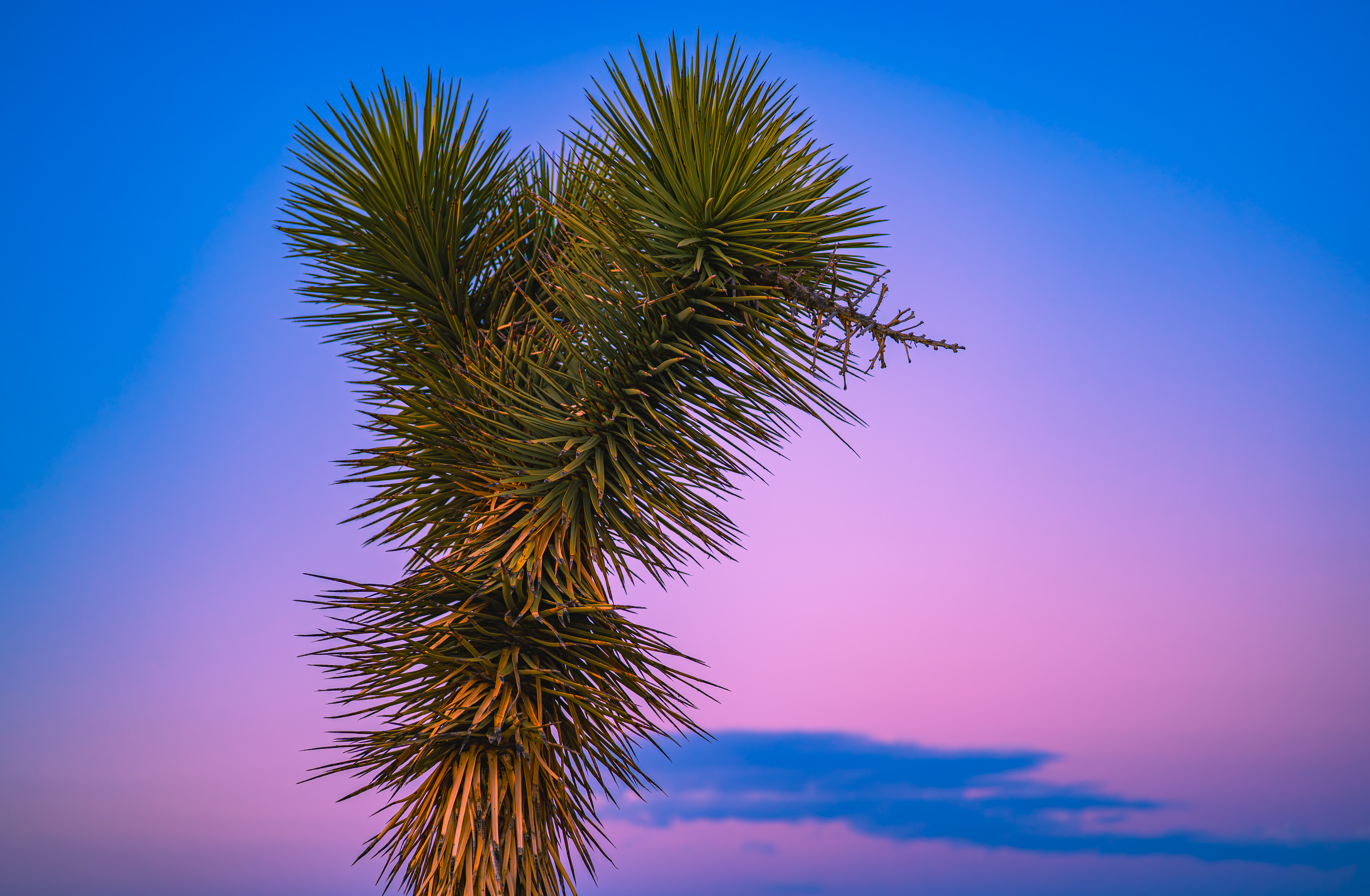 Joshua Tree against a colorful desert sky HD Wallpaper