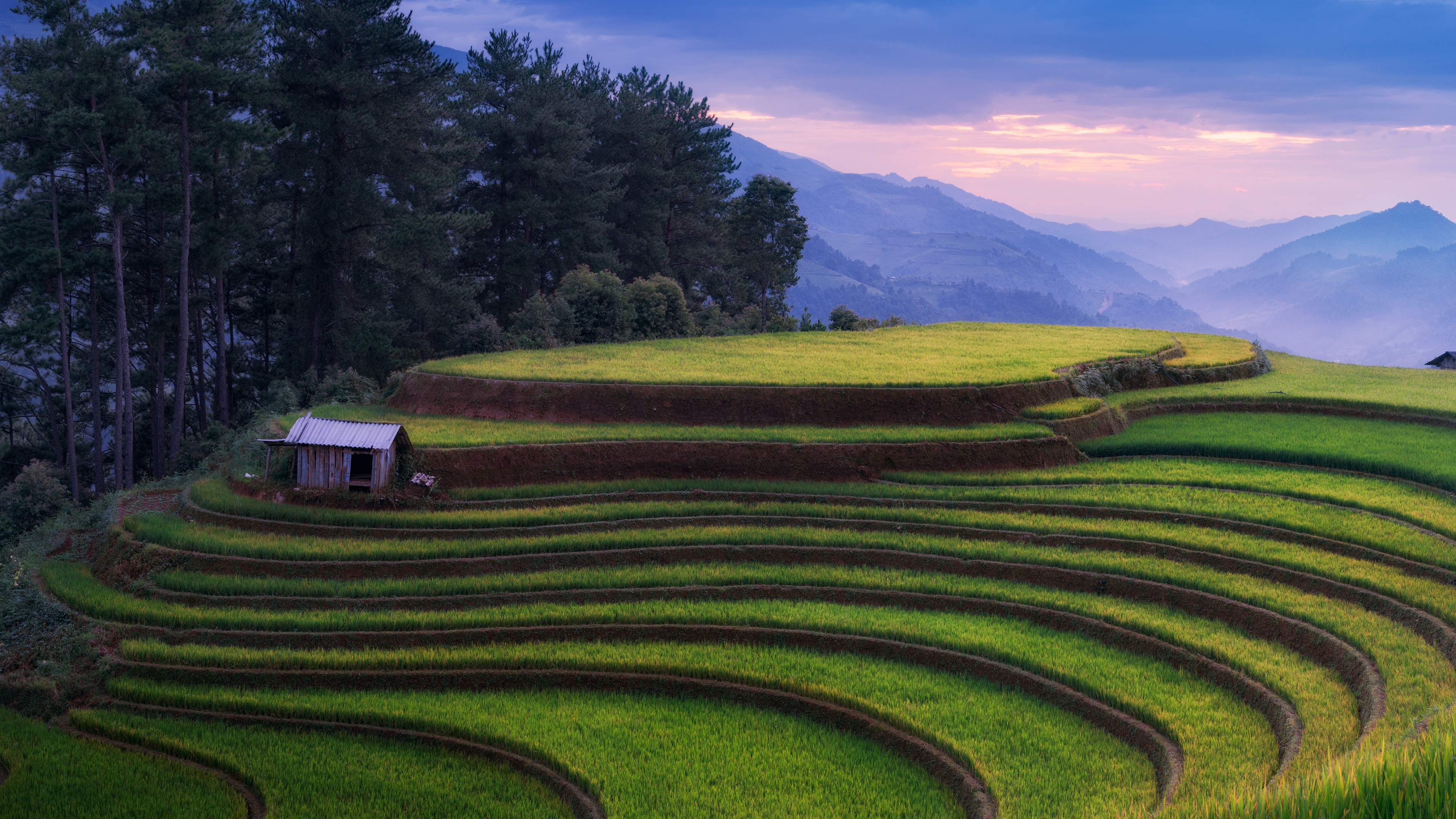 Terraced rice fields with a small cabin and mountains HD Wallpaper