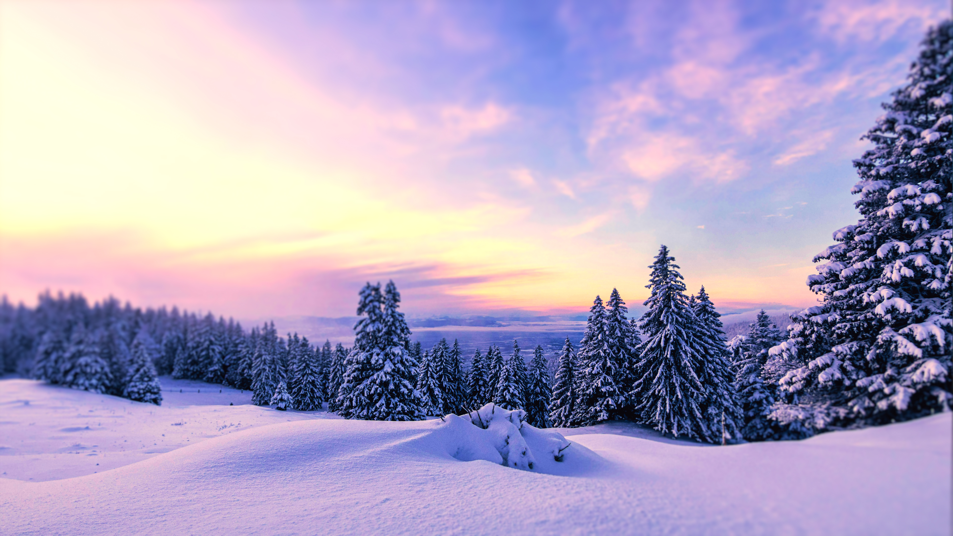 Snowy landscape with pine trees at sunset HD Wallpaper