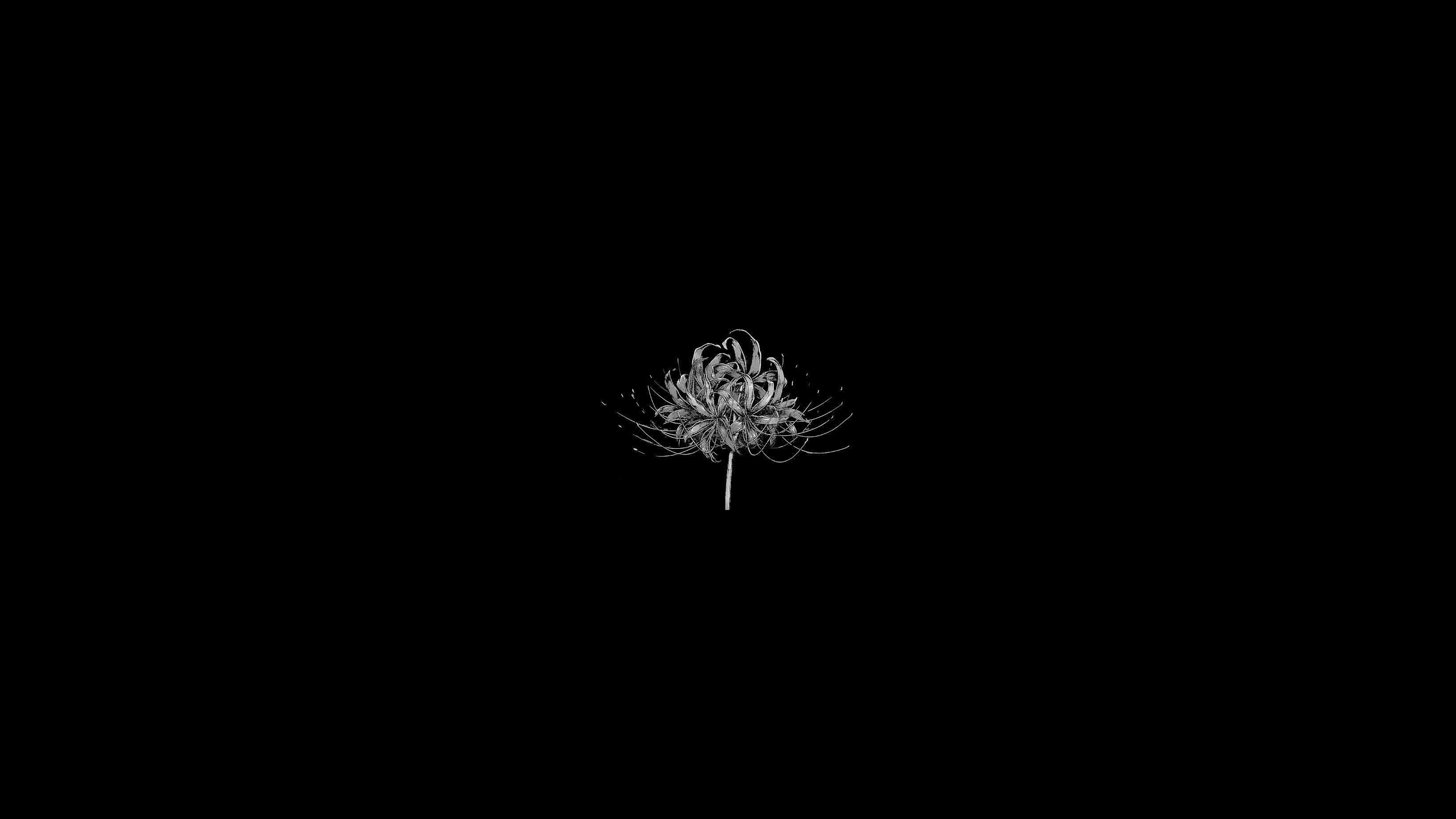A single spider lily flower on a black background HD Wallpaper