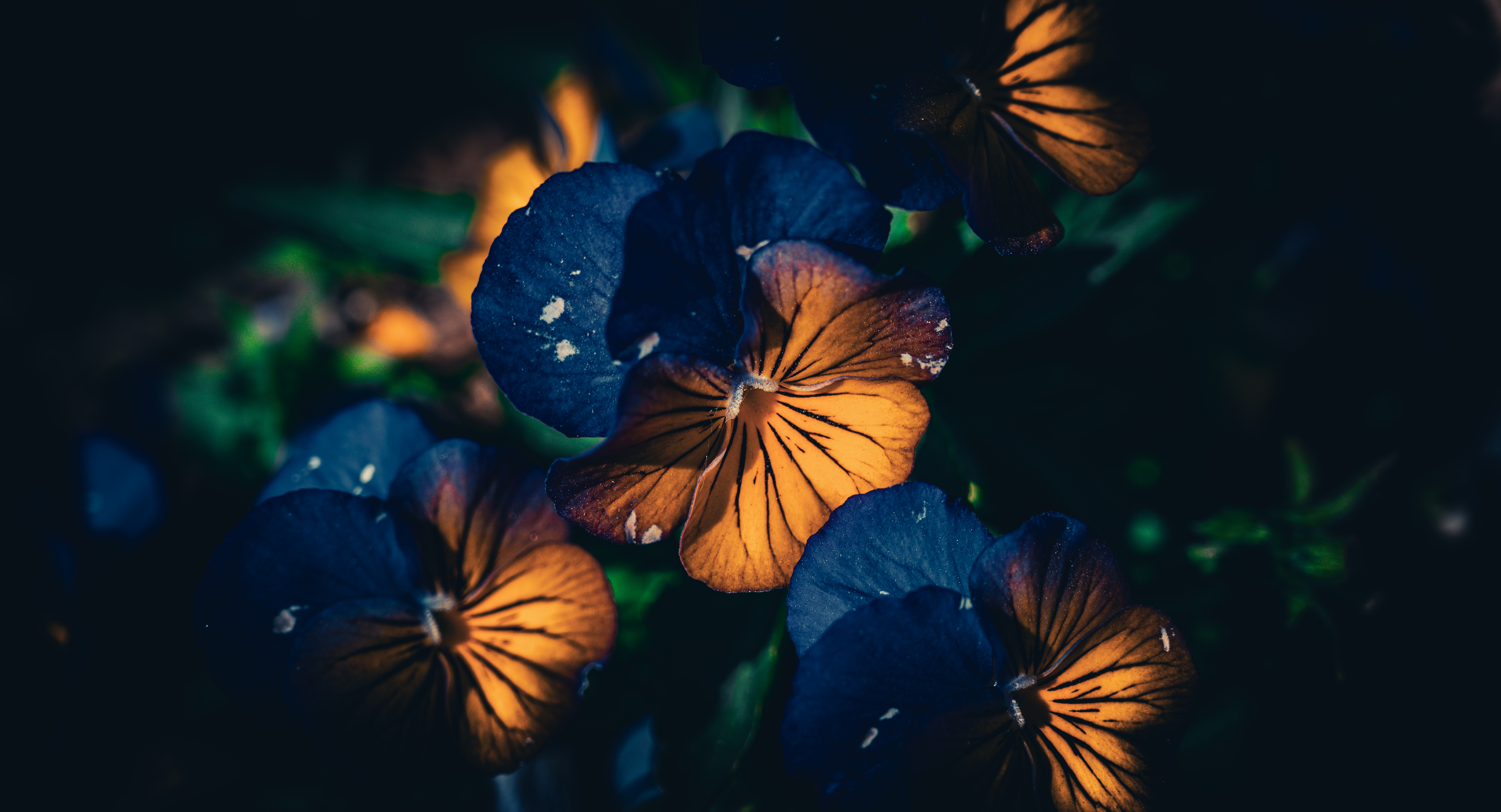 Close-up of orange and blue pansy flowers HD Wallpaper