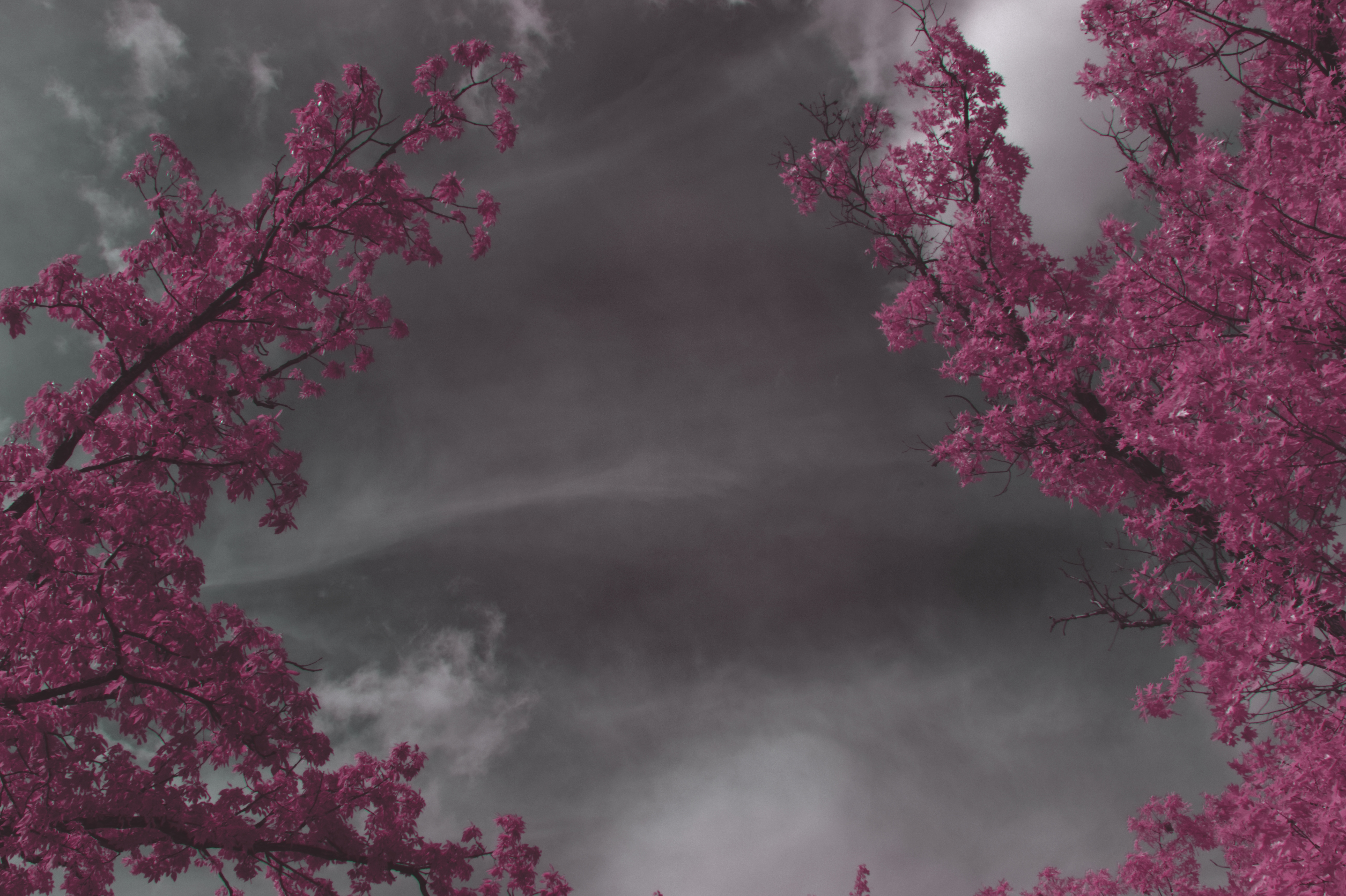 Infrared photography of pink branches against a cloudy sky HD Wallpaper