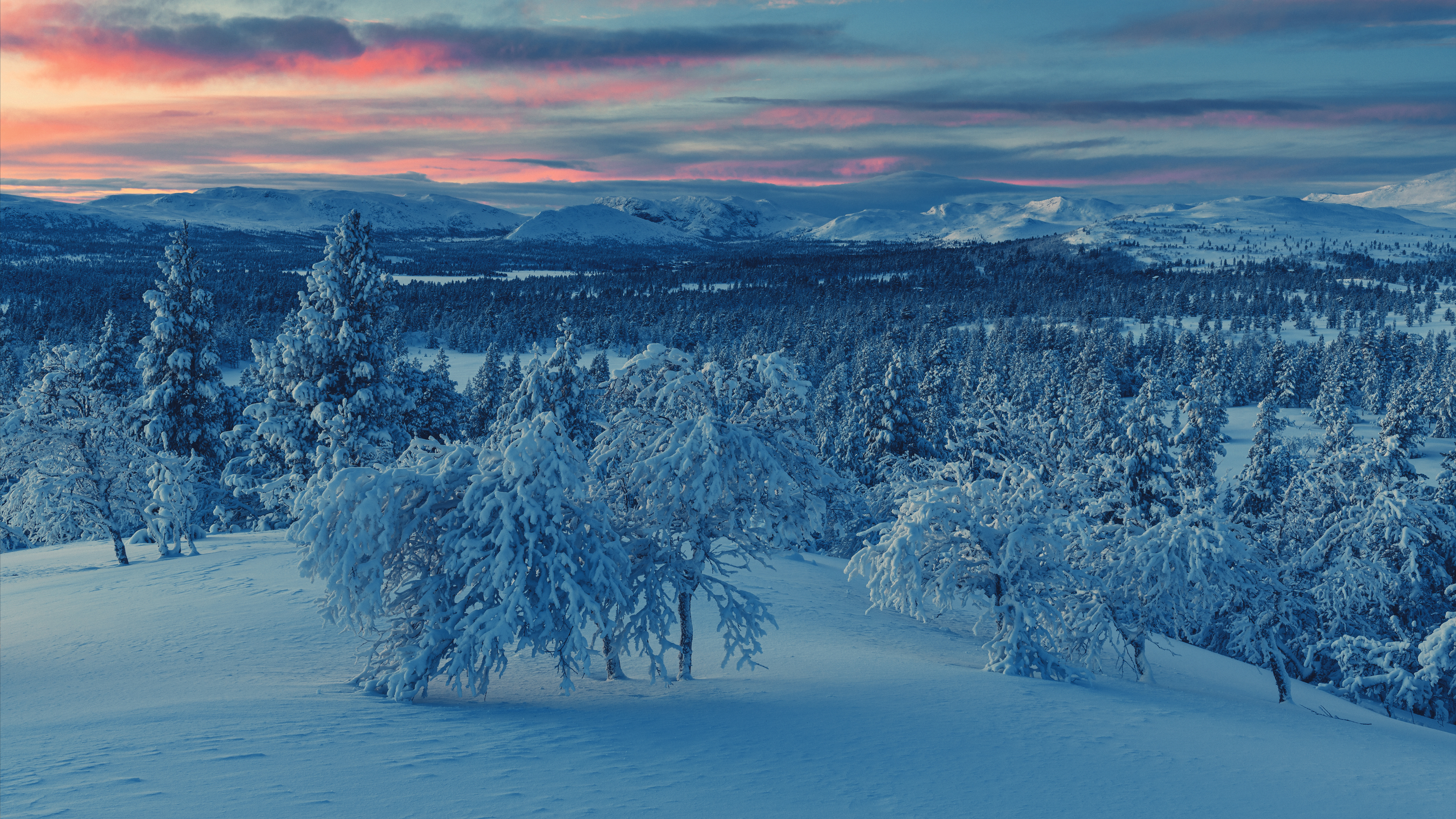 Snowy forest landscape at sunset HD Wallpaper
